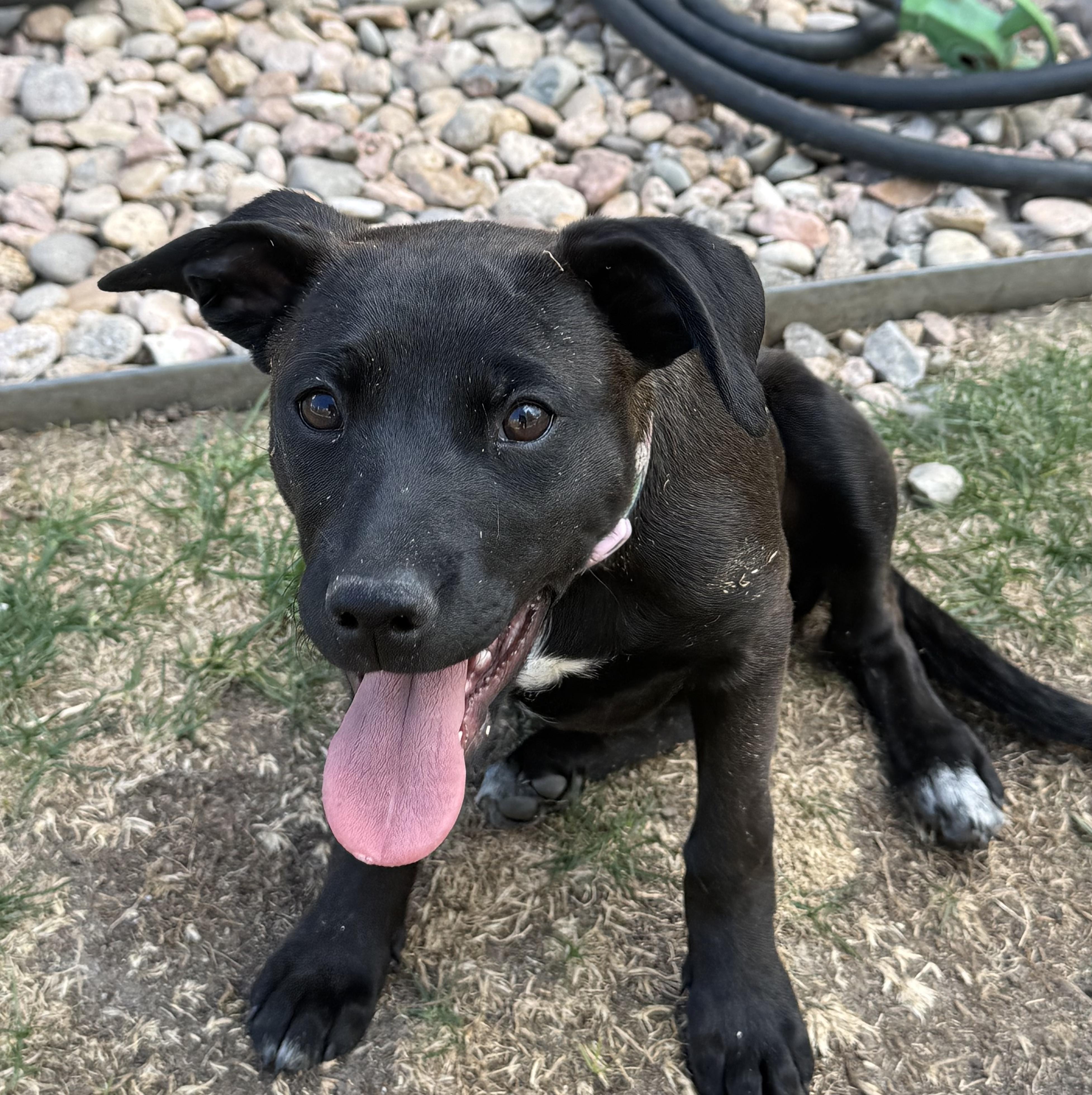 Enlarge 88-26, a ADOPTABLE mixed breed in Brighton, CO image 6/6