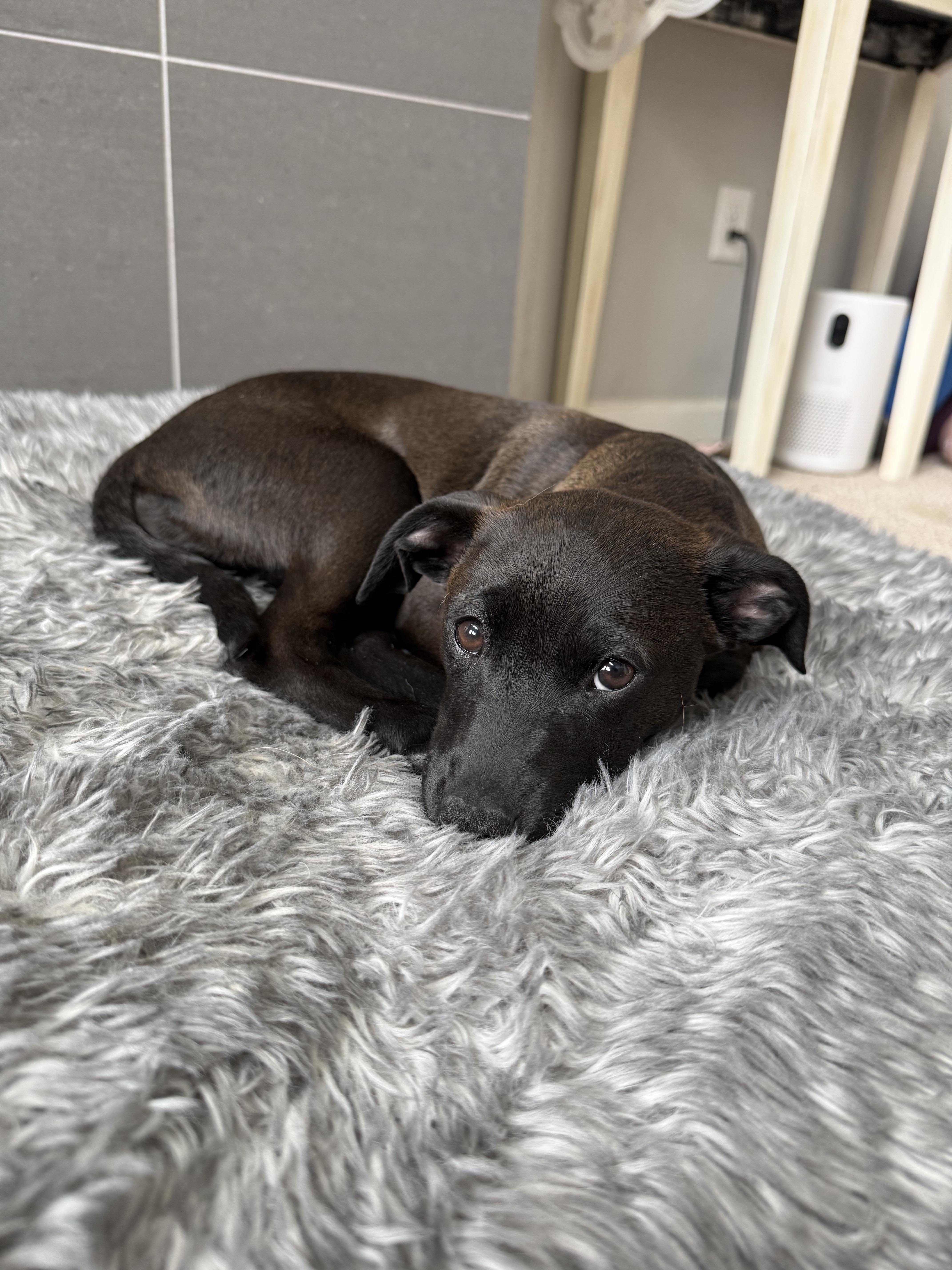 Enlarge 88-26, a ADOPTABLE mixed breed in Brighton, CO image 2/6