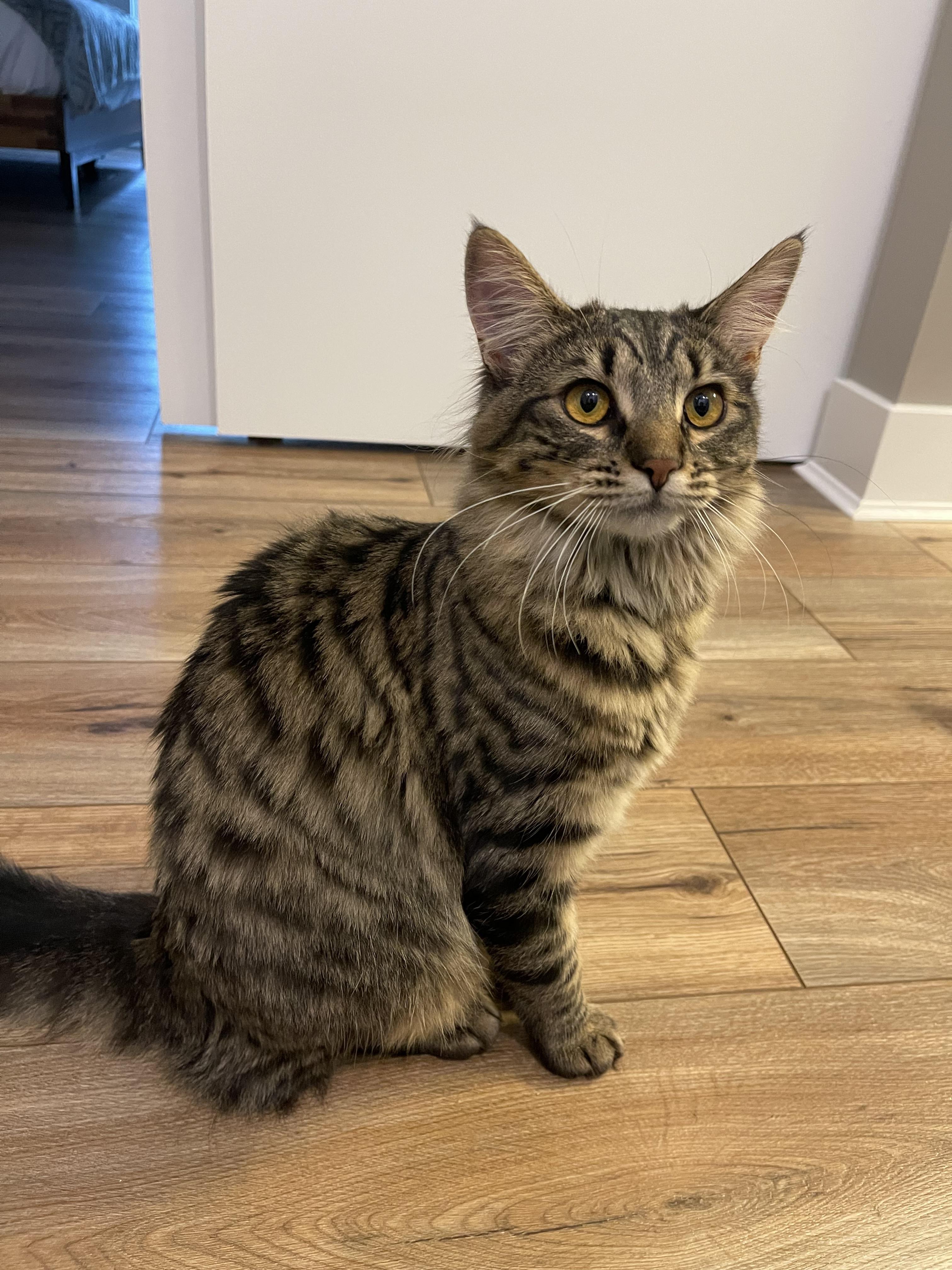 Enlarge Rose & Dottie , an adoptable Domestic Long Hair in Cincinnati, OH image 5/6