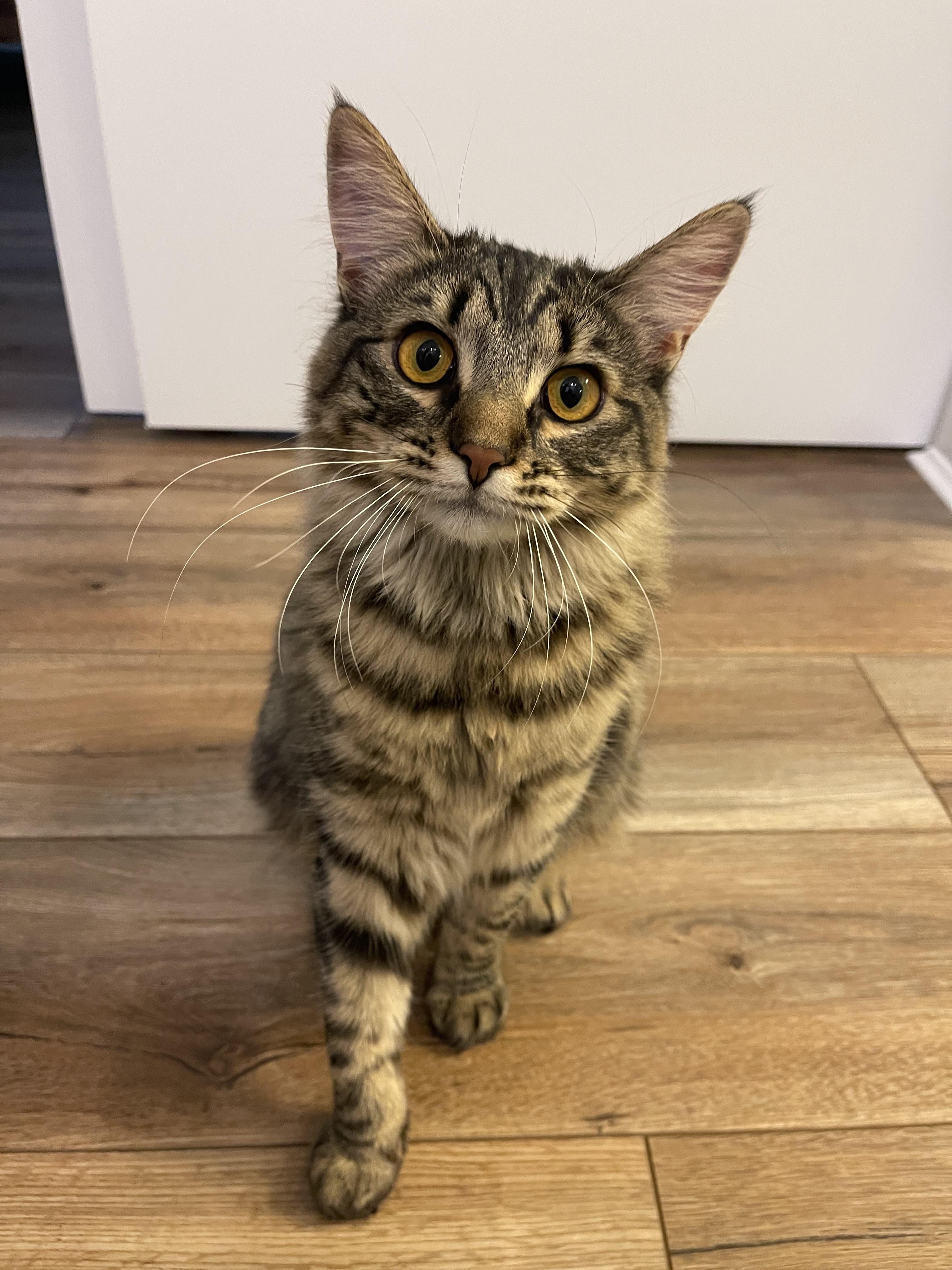 Enlarge Rose & Dottie , an adoptable Domestic Long Hair in Cincinnati, OH image 6/6
