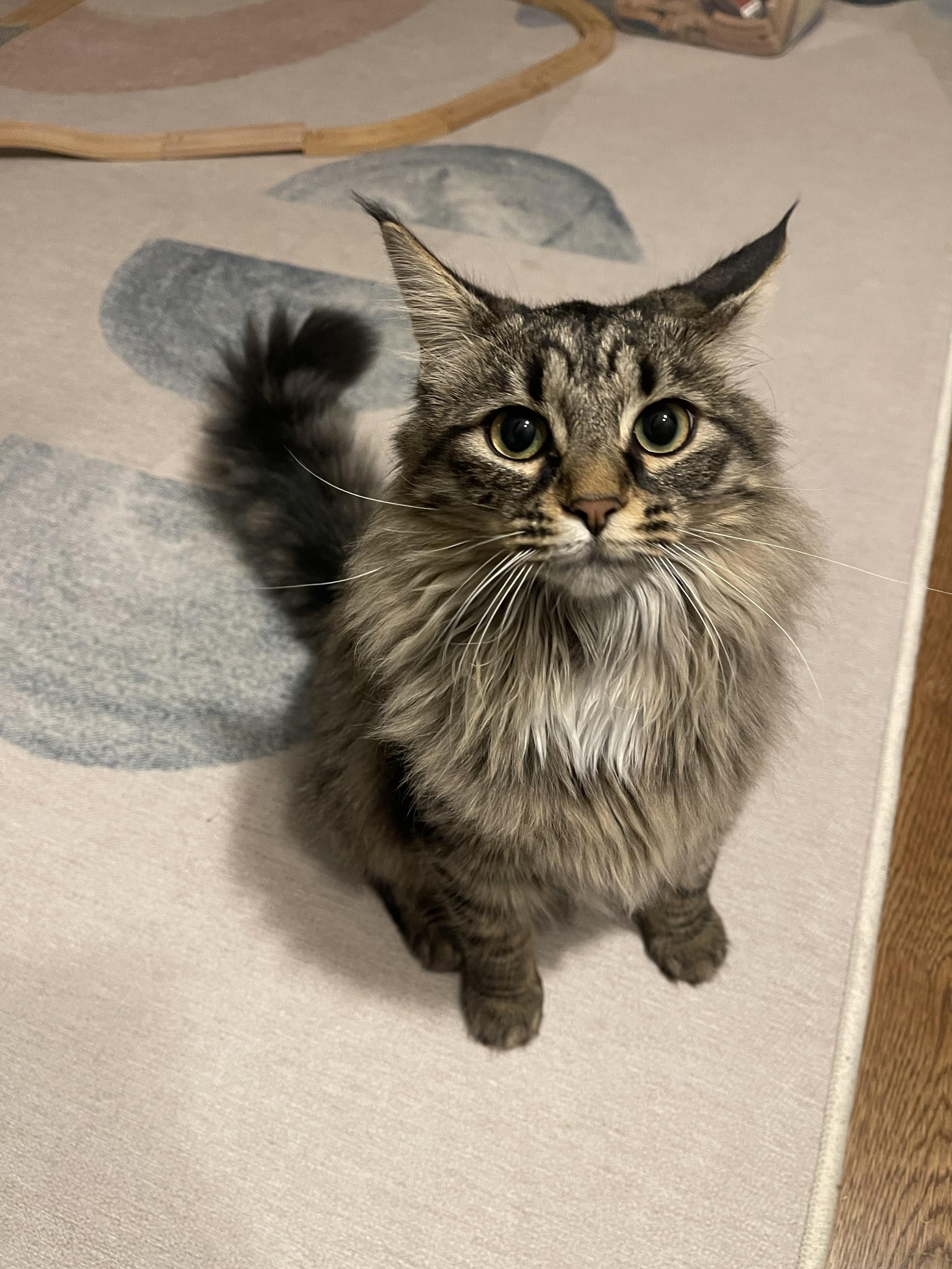 Enlarge Rose & Dottie , an adoptable Domestic Long Hair in Cincinnati, OH image 3/6