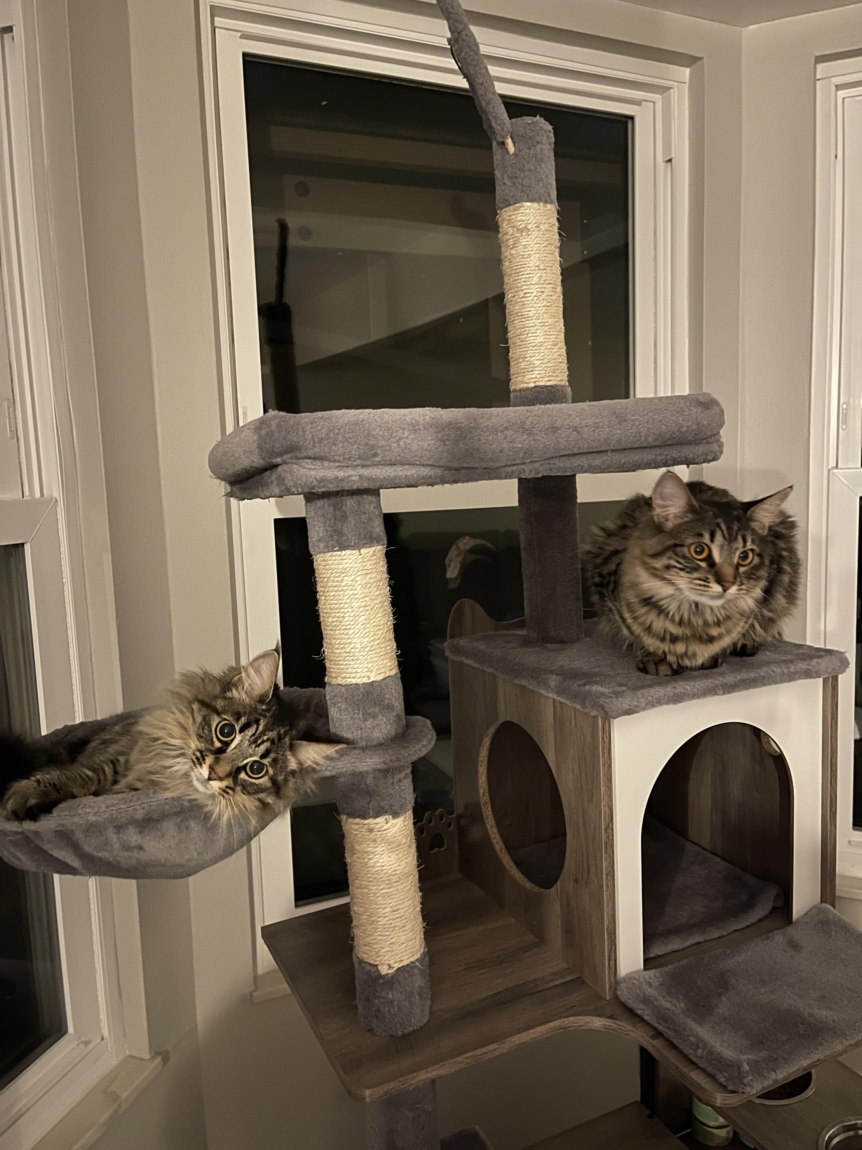 Enlarge Rose & Dottie , an adoptable Domestic Long Hair in Cincinnati, OH image 2/6