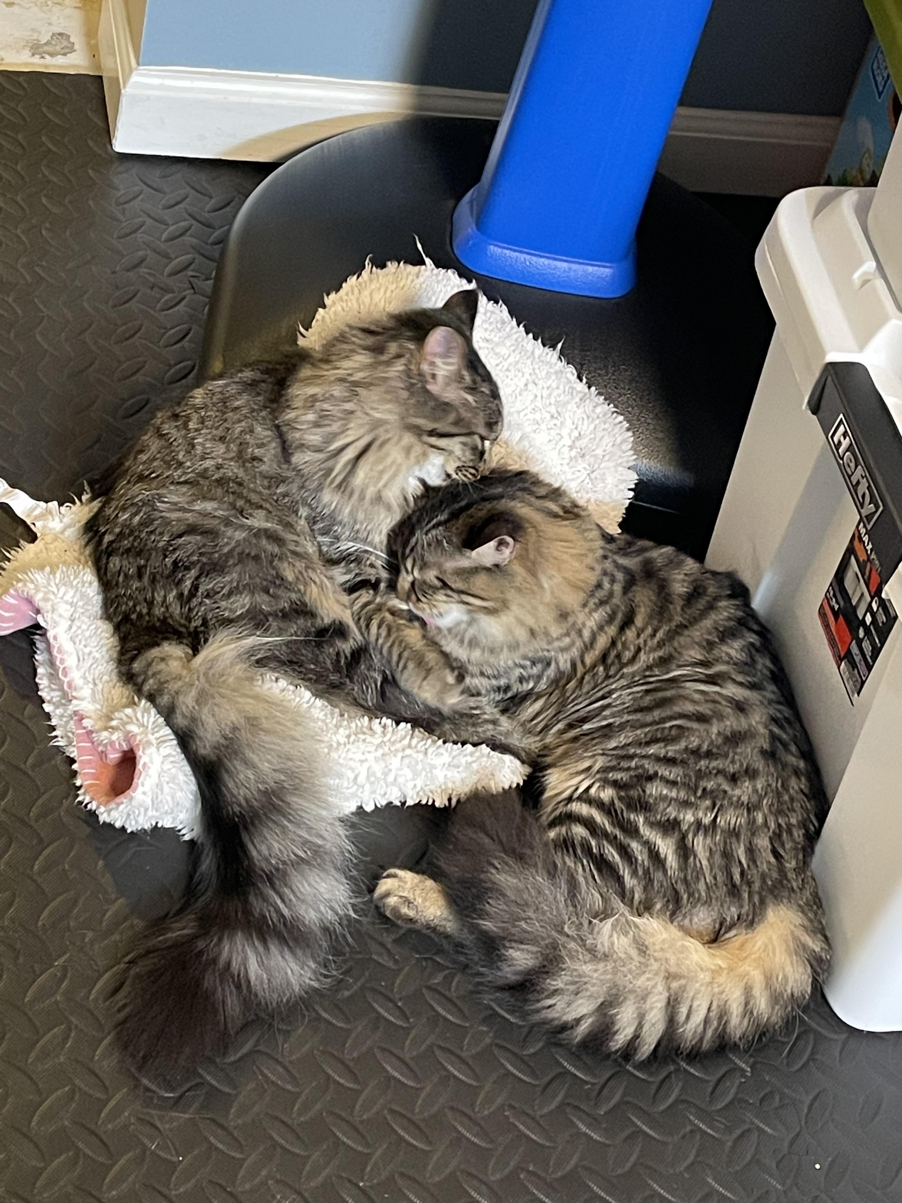 Enlarge Rose & Dottie , an adoptable Domestic Long Hair in Cincinnati, OH image 1/6