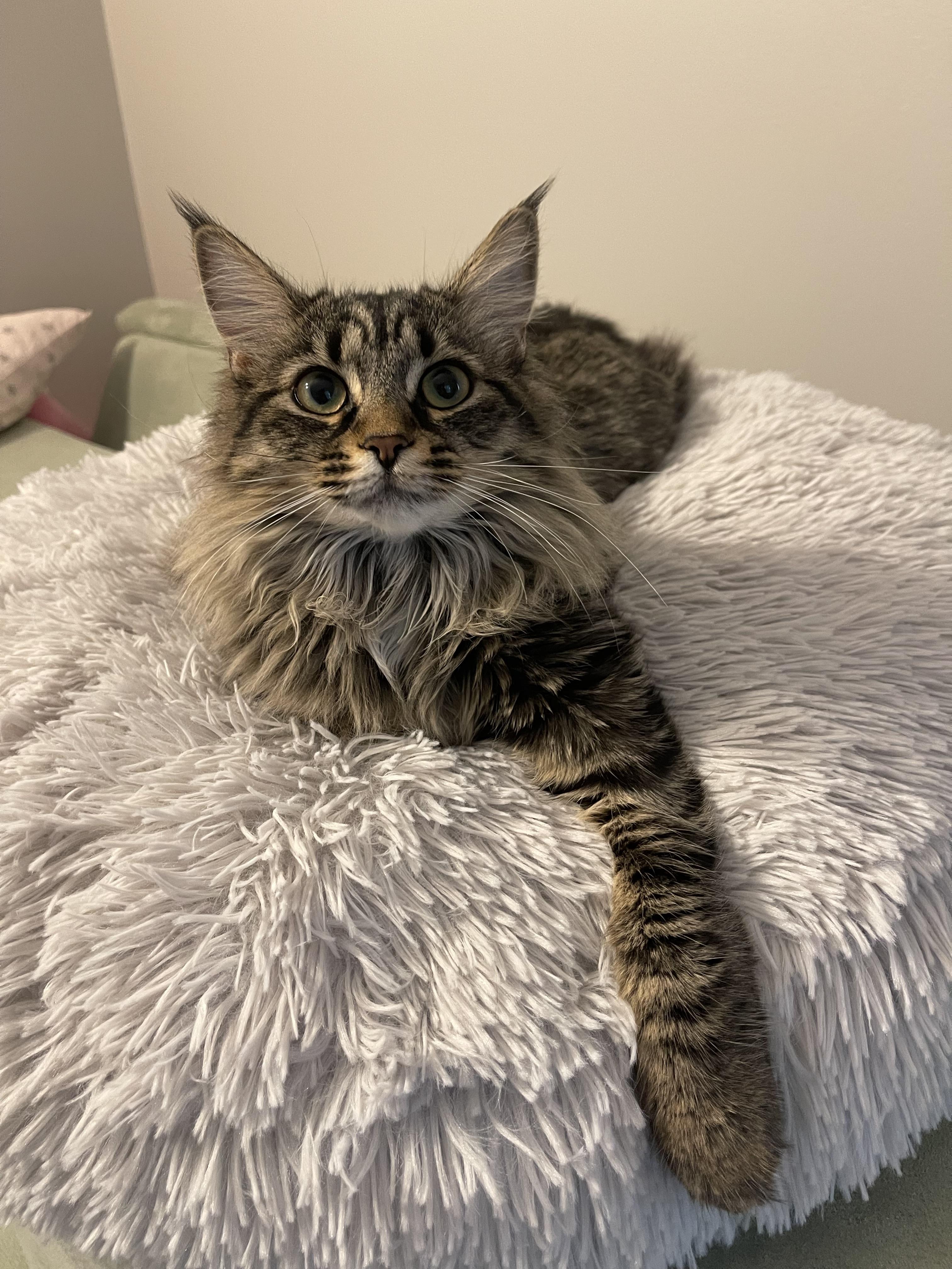 Enlarge Rose & Dottie , an adoptable Domestic Long Hair in Cincinnati, OH image 4/6
