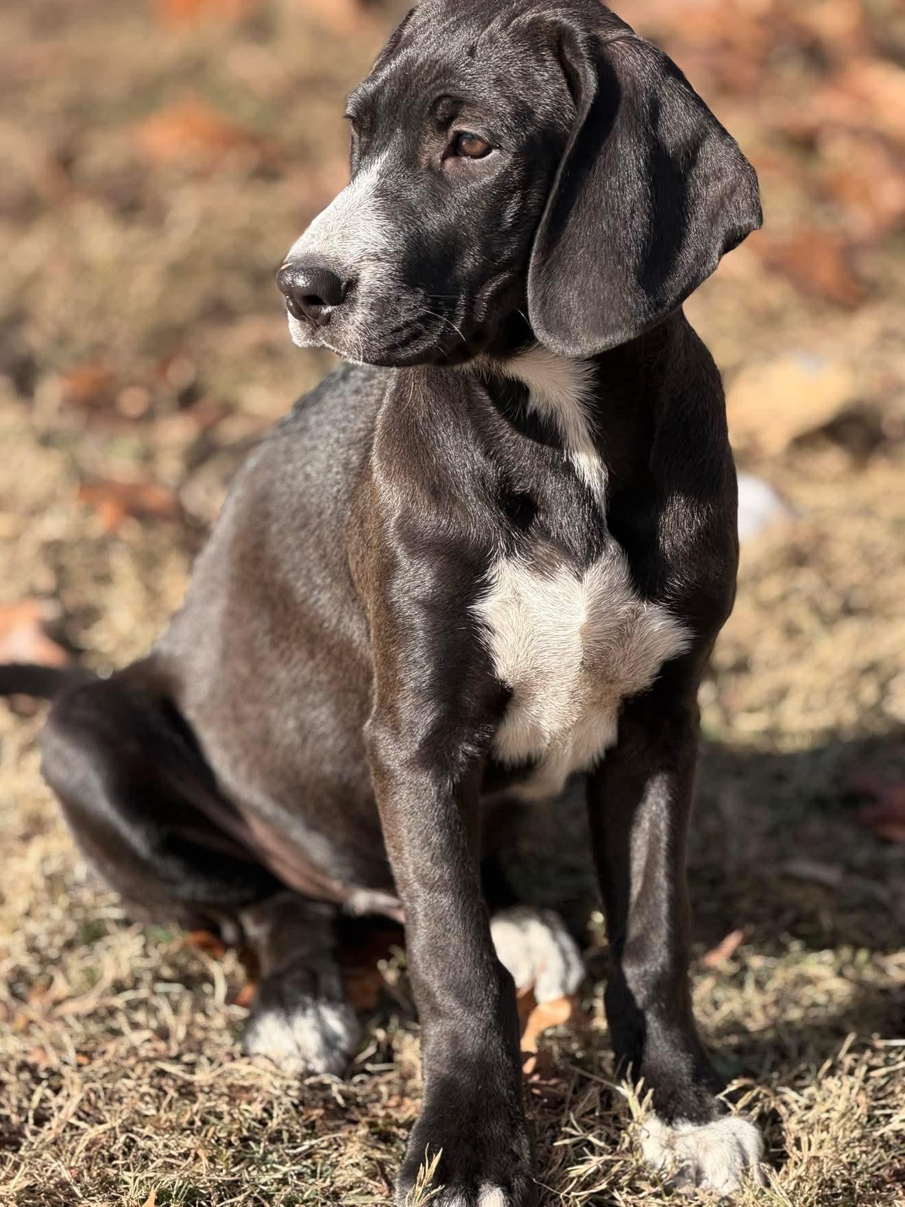 Baylor , a Adoptable mixed breed in Argyle, NY image 4/6