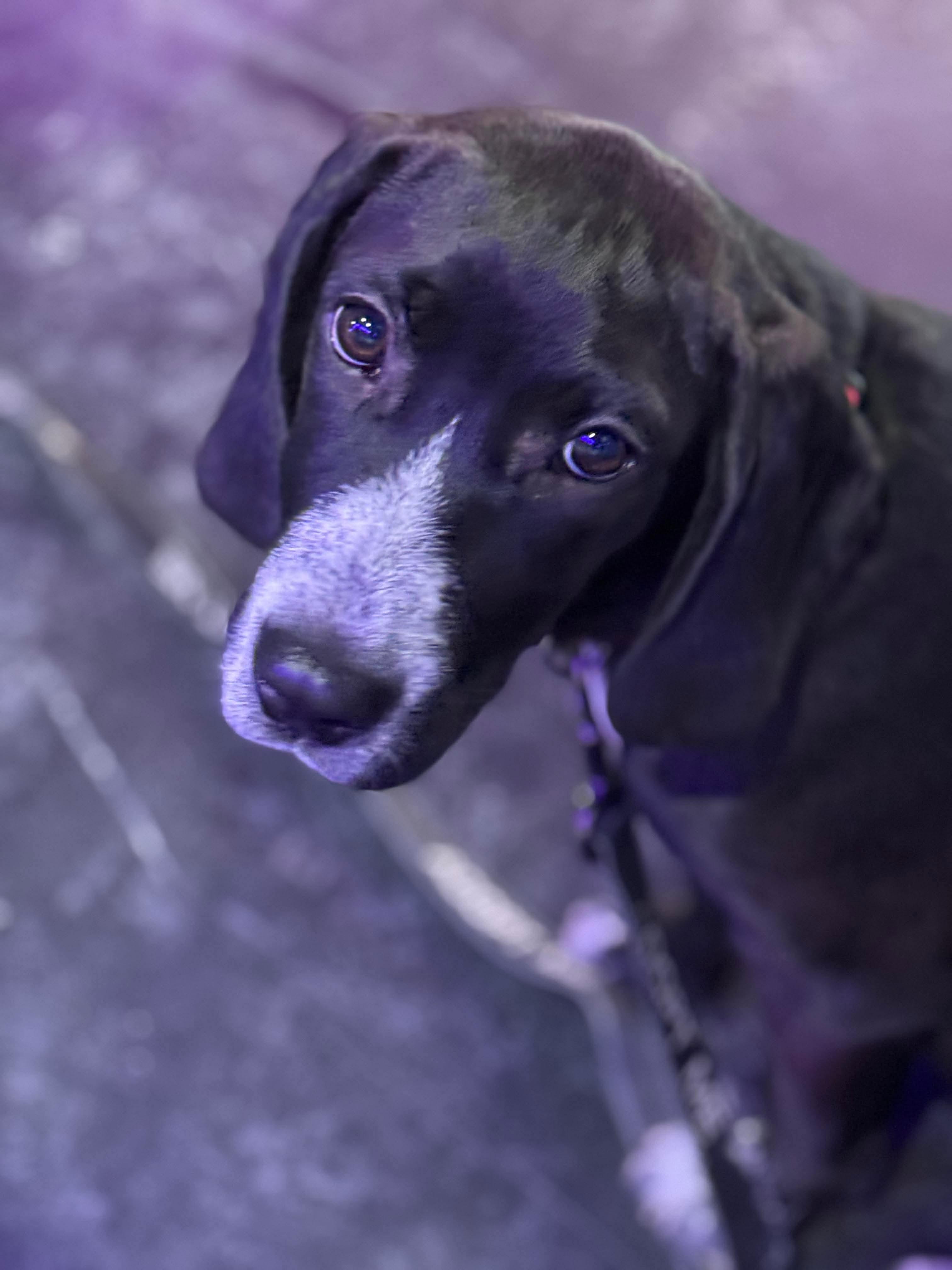 Enlarge Baylor , an adopted mixed breed in Argyle, NY image 4/6