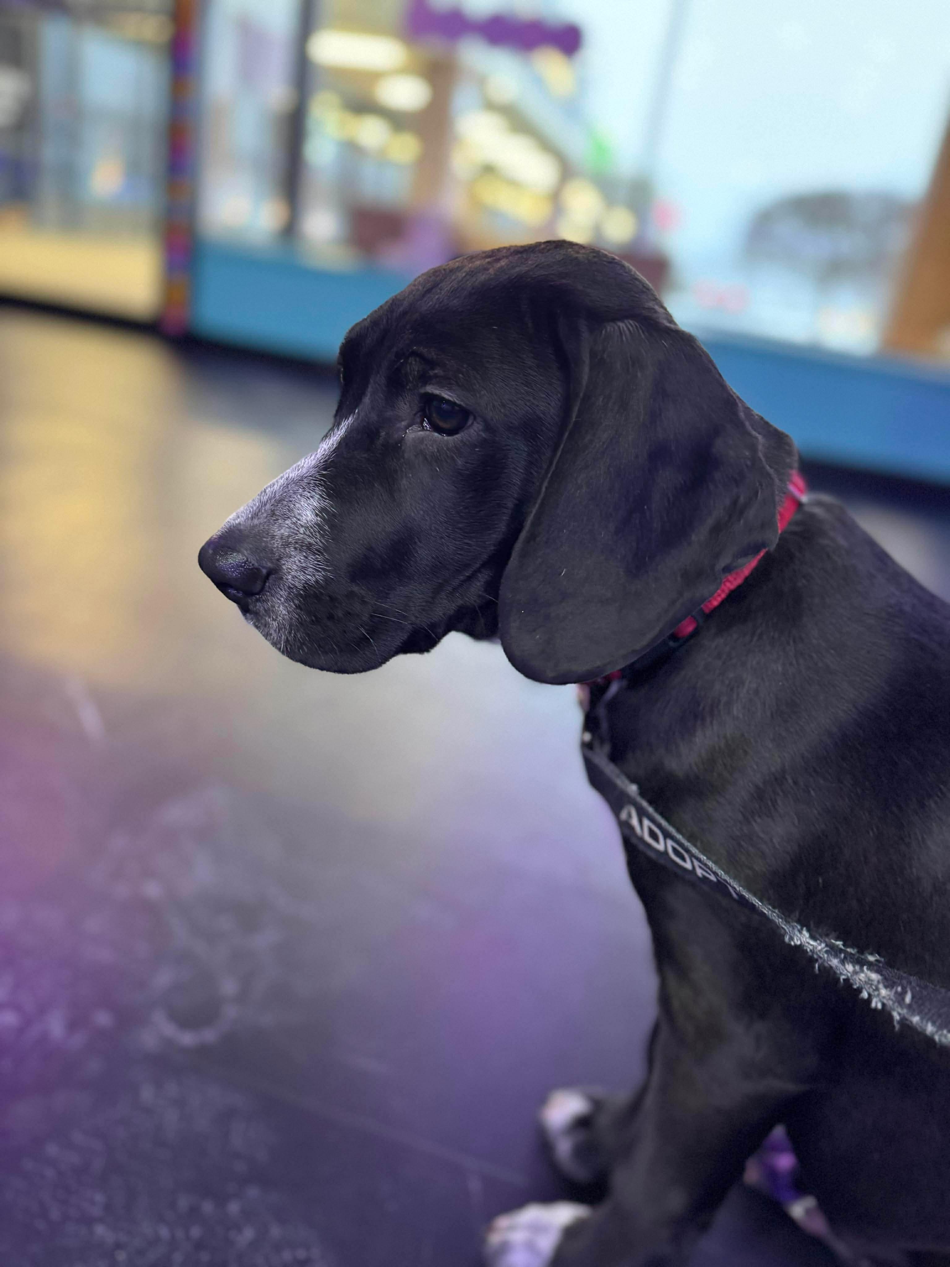 Enlarge Baylor , an adopted mixed breed in Argyle, NY image 6/6