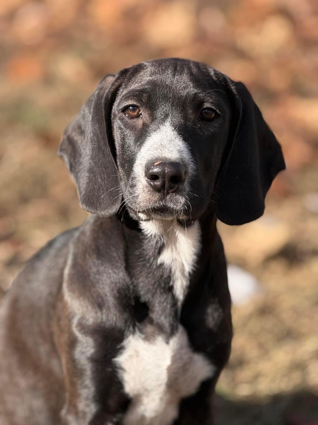 Baylor , a Adoptable mixed breed in Argyle, NY image 2/6