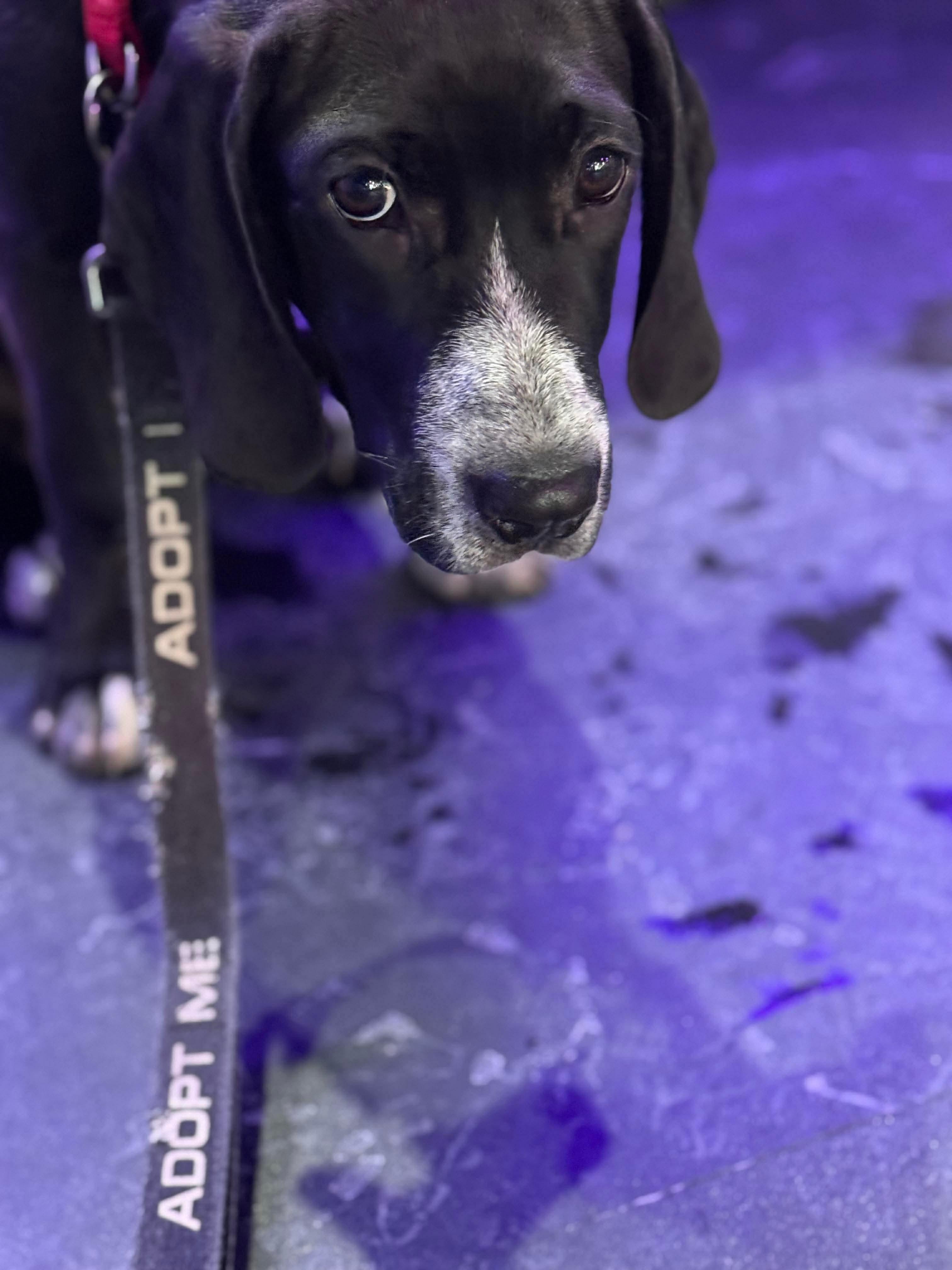 Enlarge Baylor , an adopted mixed breed in Argyle, NY image 5/6