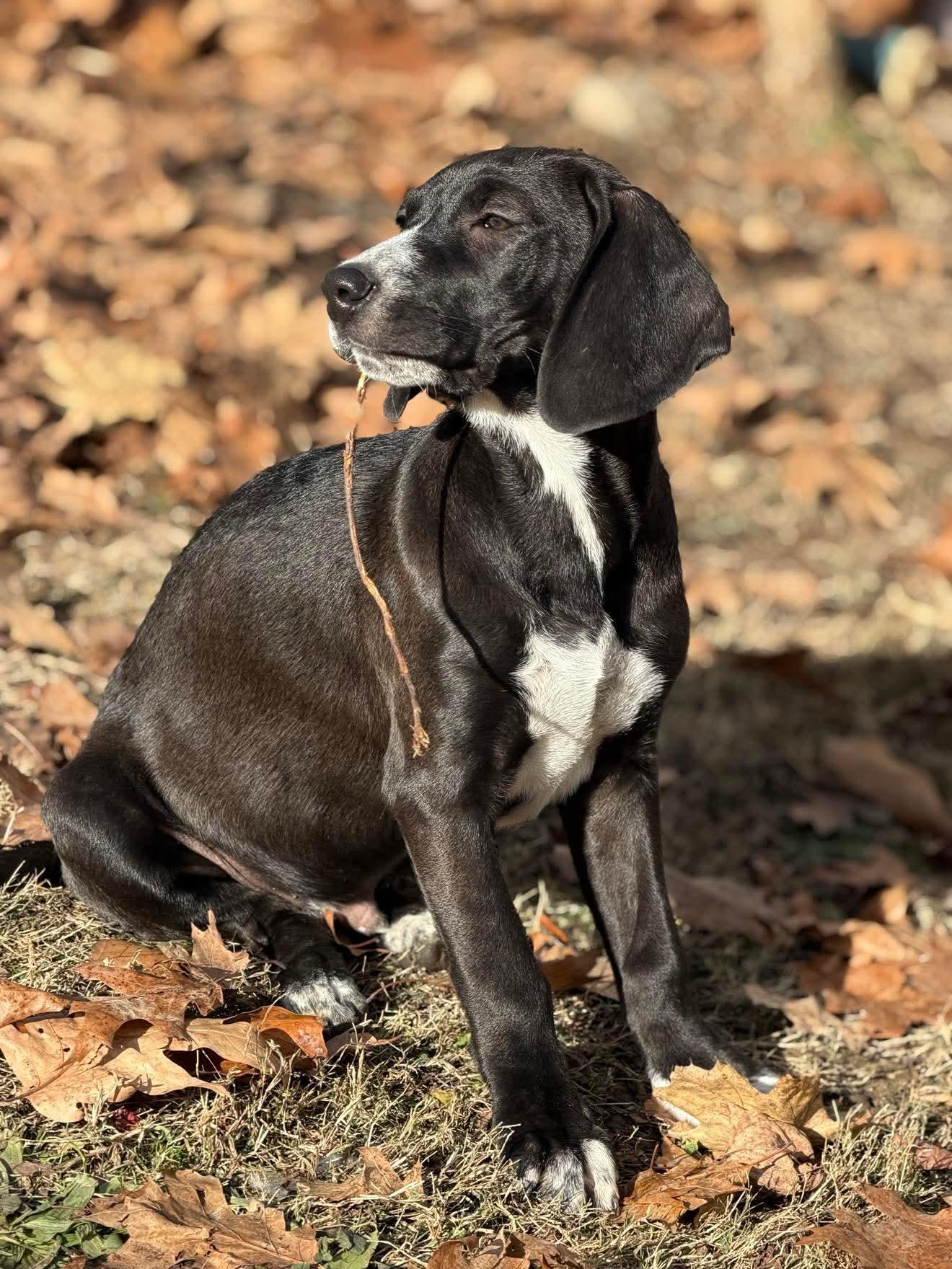 Baylor , a Adoptable mixed breed in Argyle, NY image 6/6