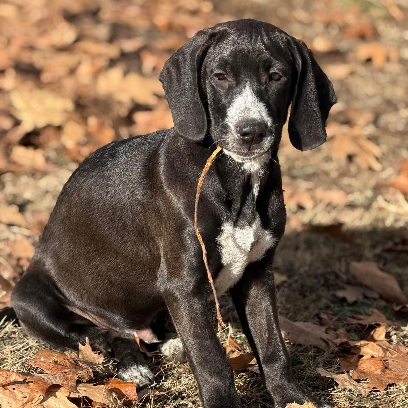 Baylor , Adoptable, Puppy Male Hound & Retriever.