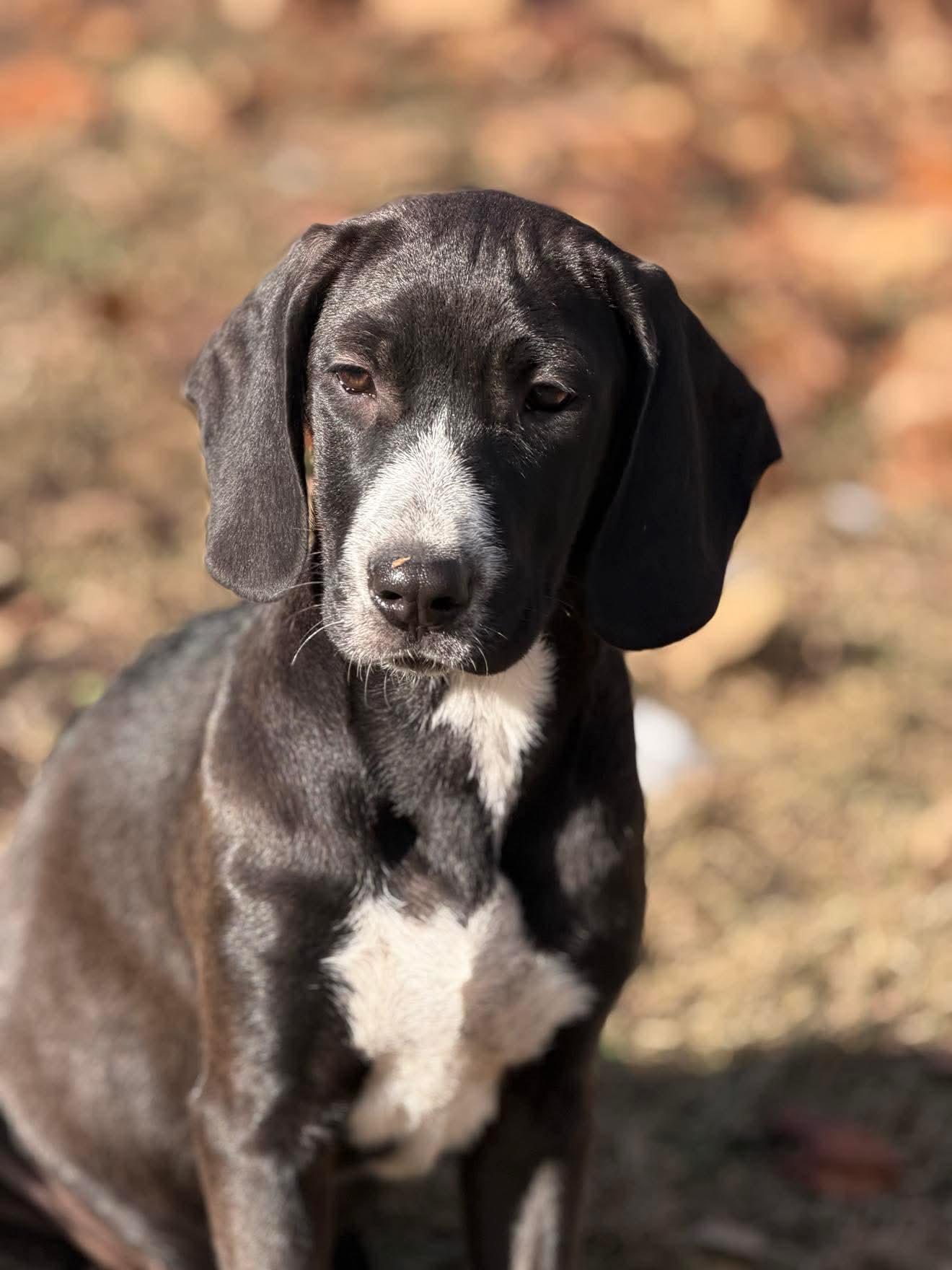 Baylor , a Adoptable mixed breed in Argyle, NY image 5/6