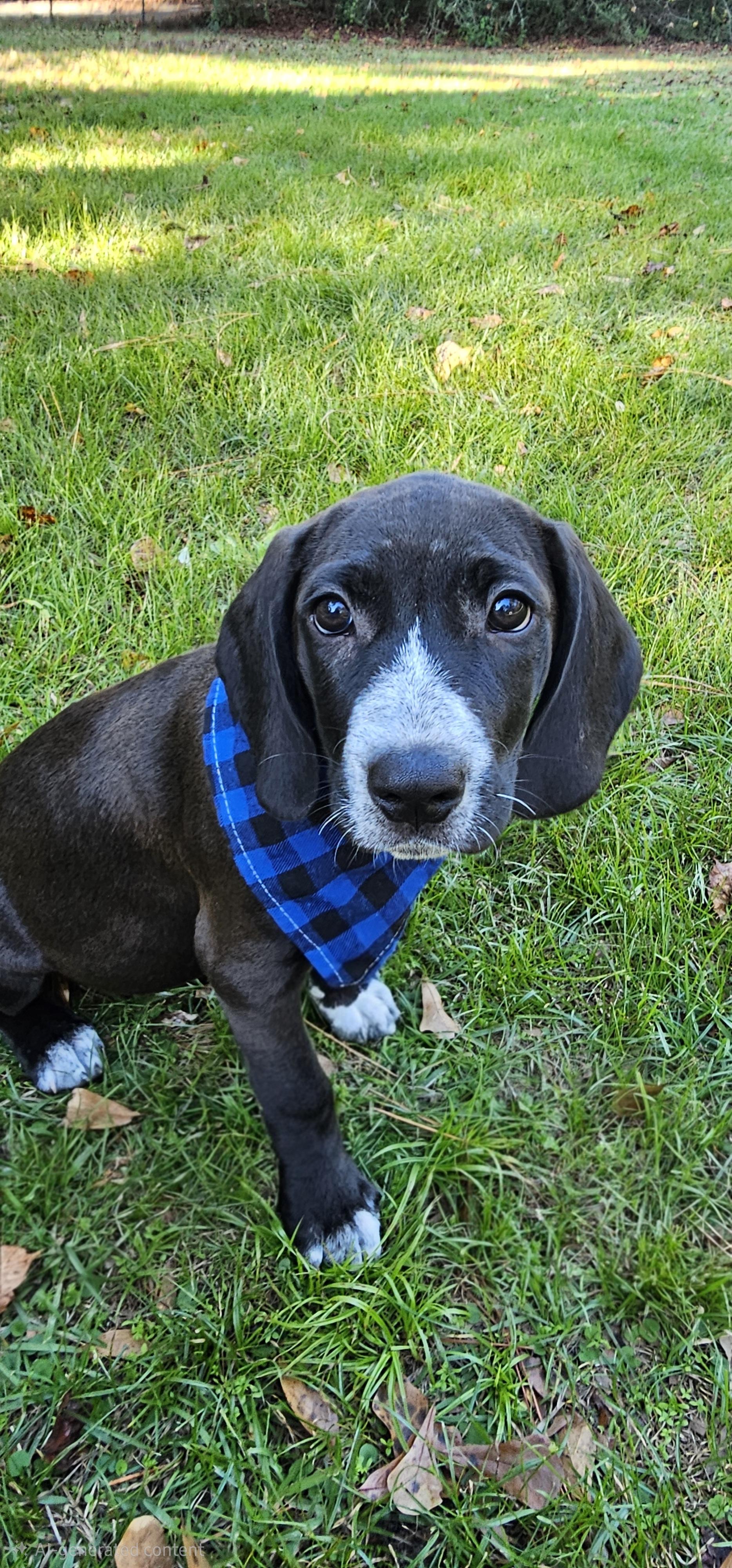 Baylor , a Adoptable mixed breed in Argyle, NY image 3/6