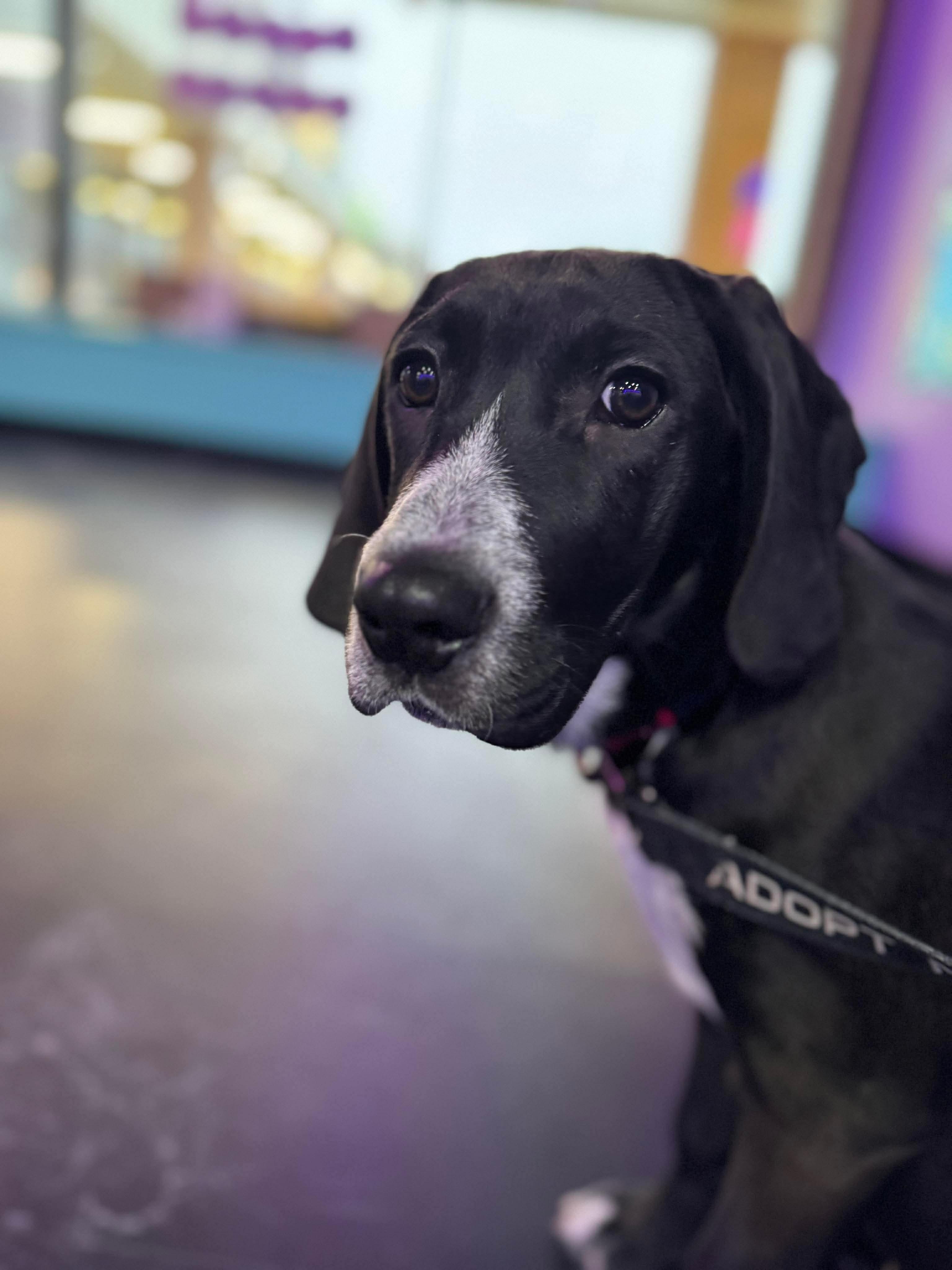 Enlarge Baylor , an adopted mixed breed in Argyle, NY image 1/6