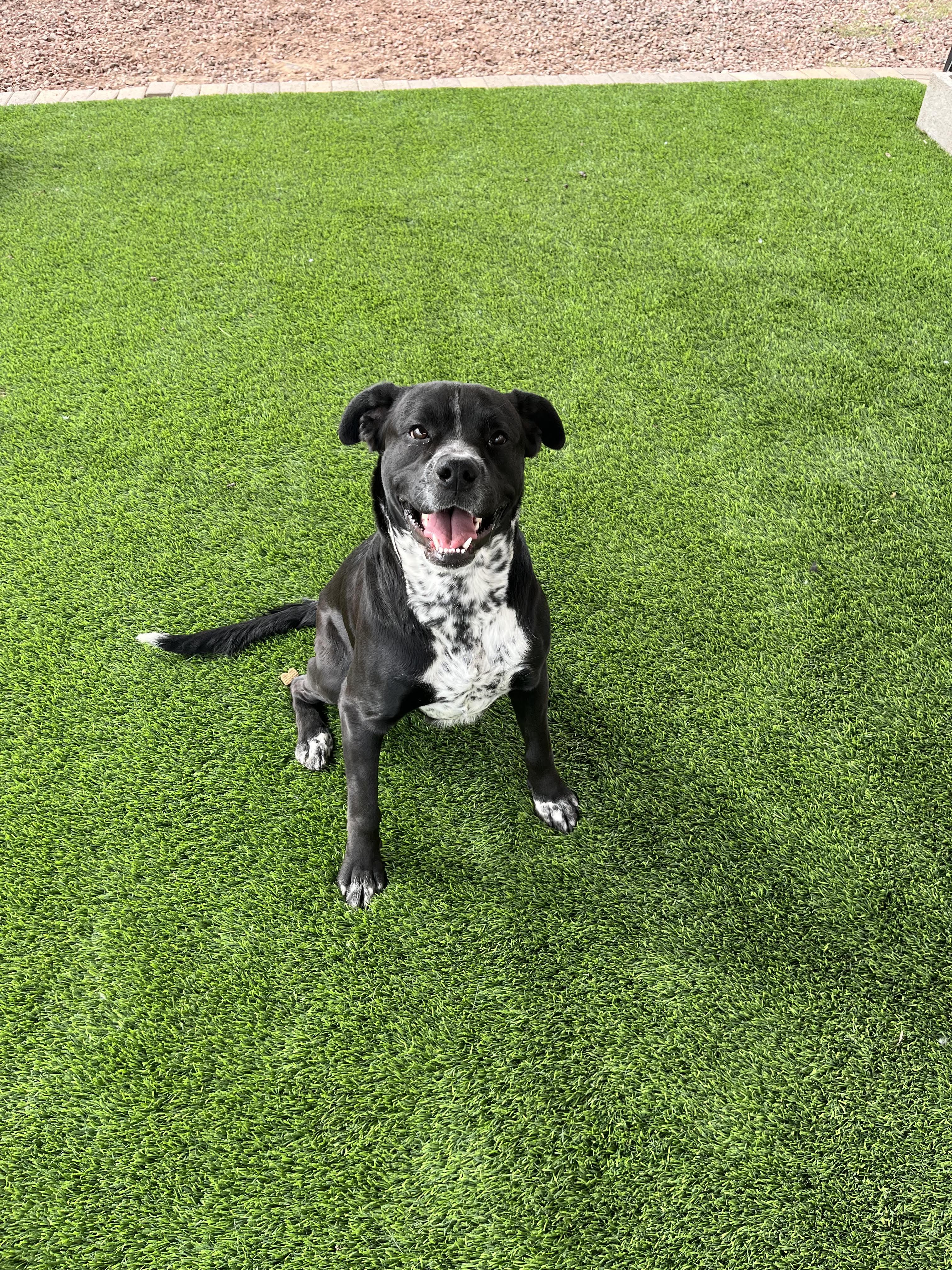 Enlarge Little, a ADOPTABLE mixed breed in Washington, UT image 1/1