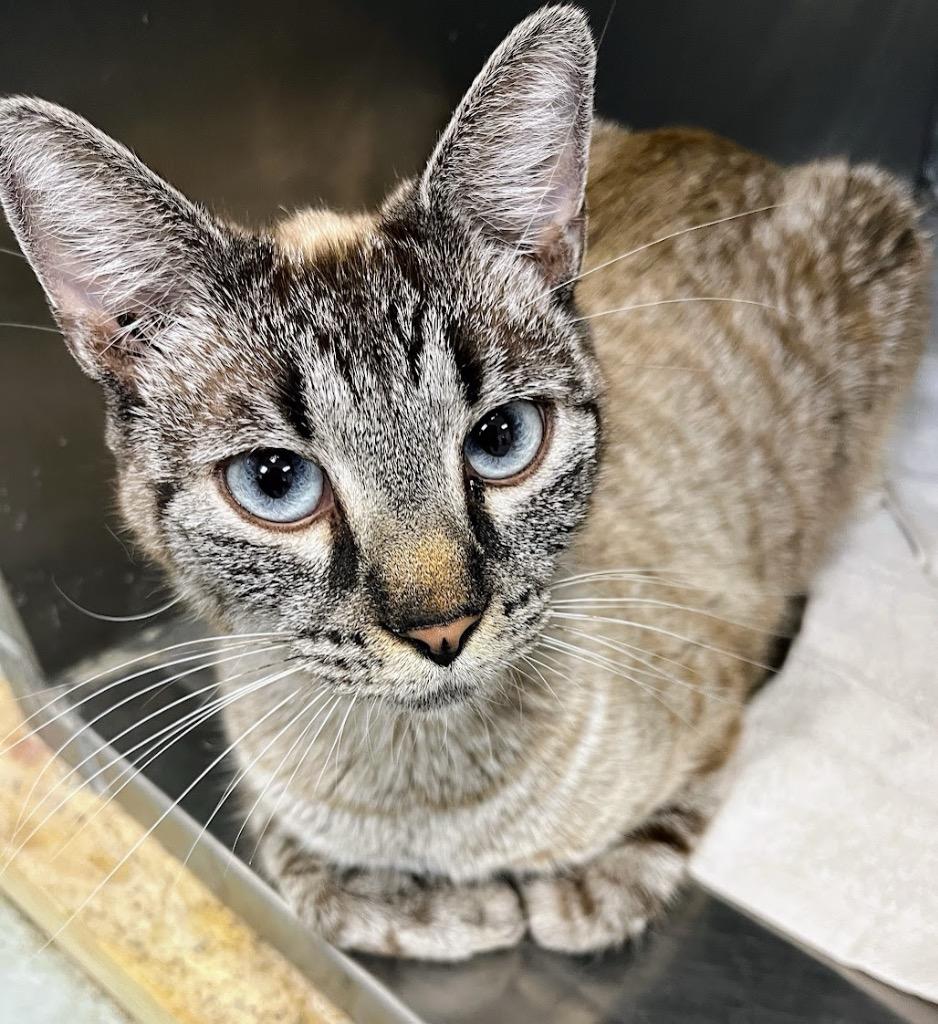 Corretta Scott, Adoptable, Adult Female Siamese.