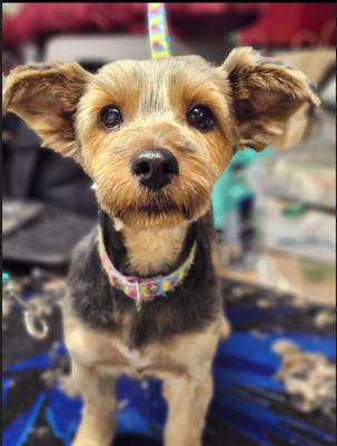 Enlarge Duncan, an adoption pending Yorkshire Terrier in Bridgeton, NJ image 1/1