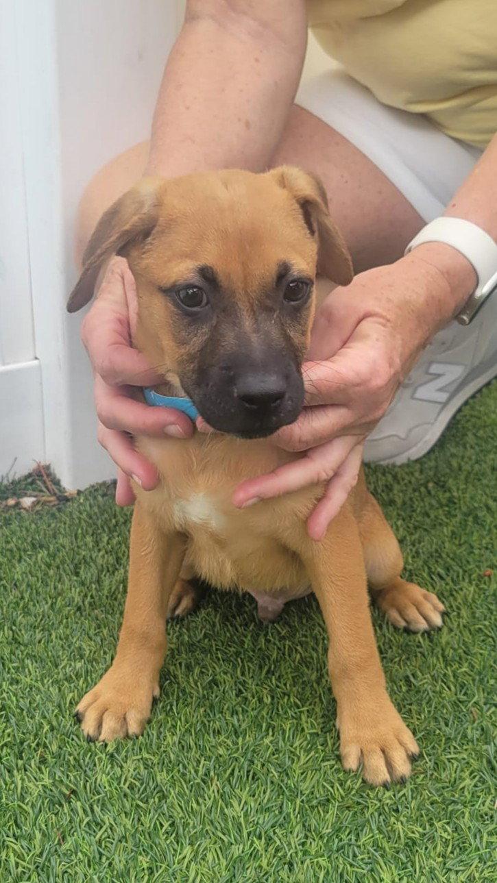 Isabella Pup - Dali, a Adopted mixed breed in Pompano Beach, FL image 1/3