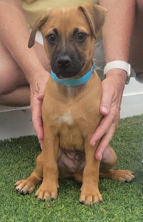 Isabella Pup - Dali, a Adopted mixed breed in Pompano Beach, FL image 2/3