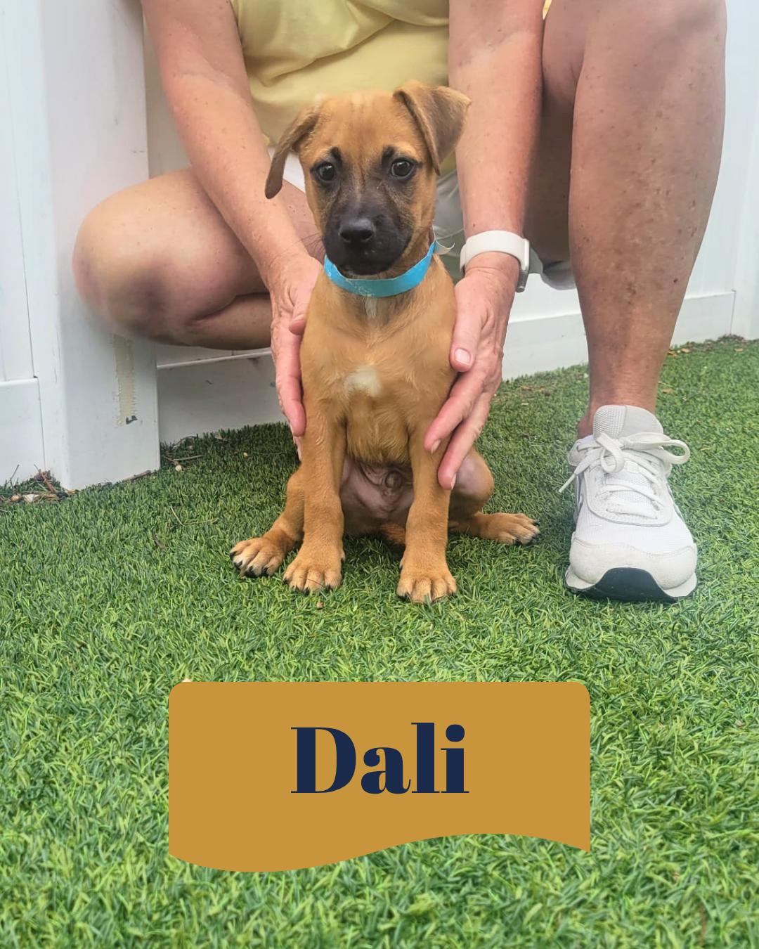 Isabella Pup - Dali, a Adopted mixed breed in Pompano Beach, FL image 3/3