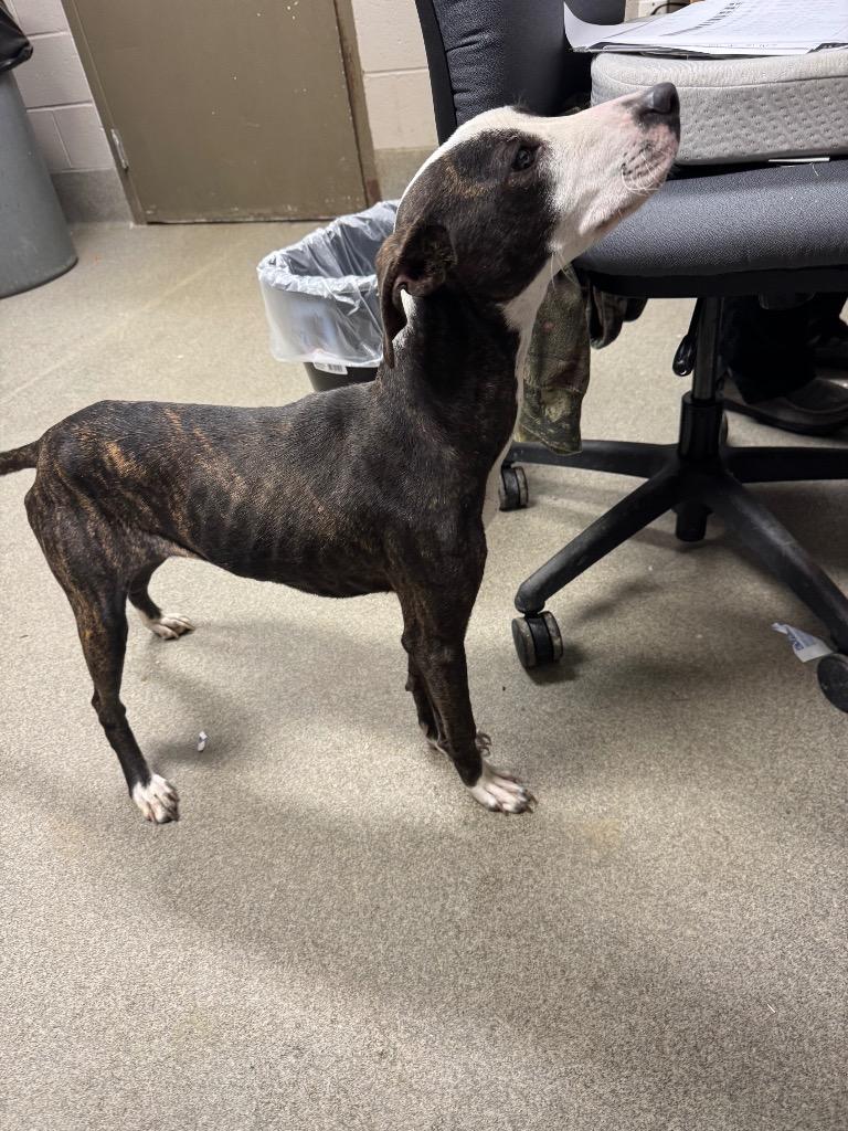 Enlarge Olive/Prada, a Adoptable mixed breed in Hopkinsville, KY image 1/6