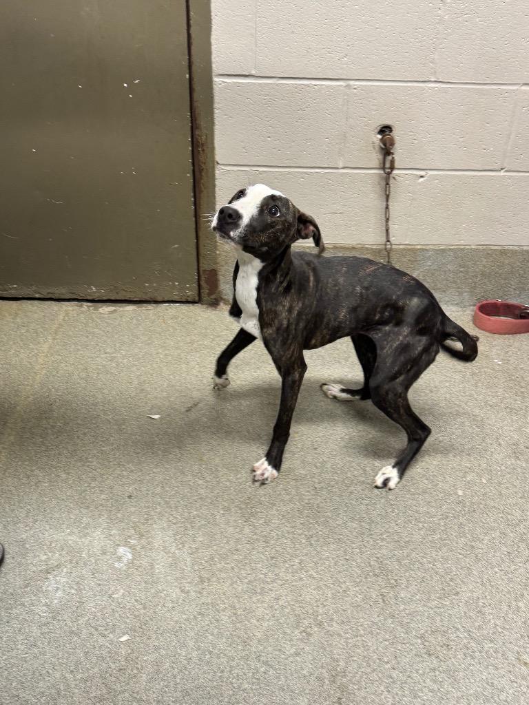 Enlarge Olive/Prada, a Adoptable mixed breed in Hopkinsville, KY image 2/6