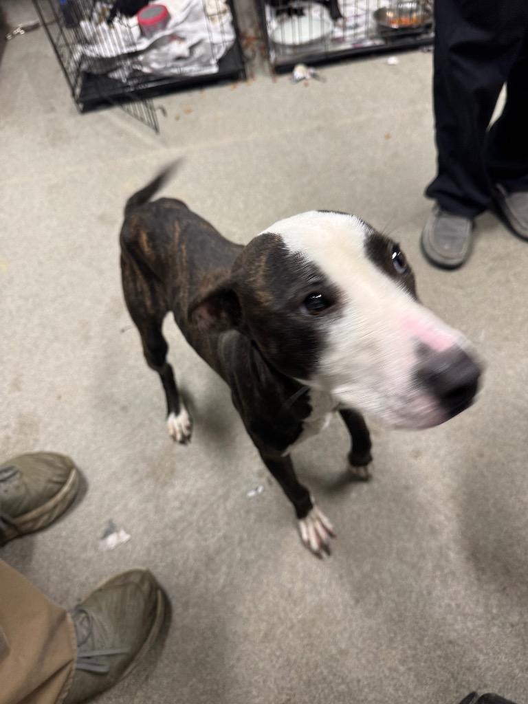 Enlarge Olive/Prada, a Adoptable mixed breed in Hopkinsville, KY image 3/6