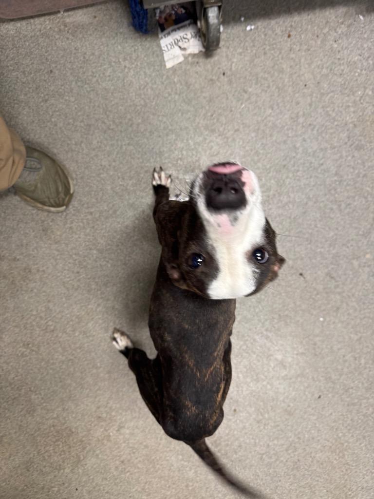 Enlarge Olive/Prada, a Adoptable mixed breed in Hopkinsville, KY image 4/6