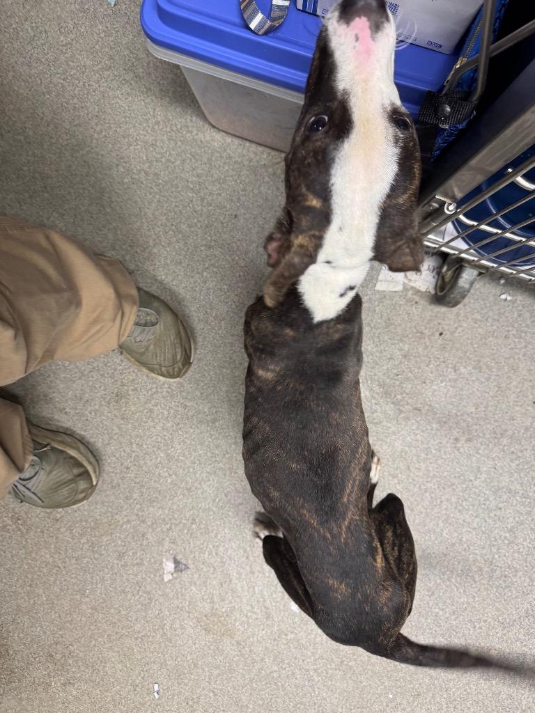 Enlarge Olive/Prada, a Adoptable mixed breed in Hopkinsville, KY image 5/6