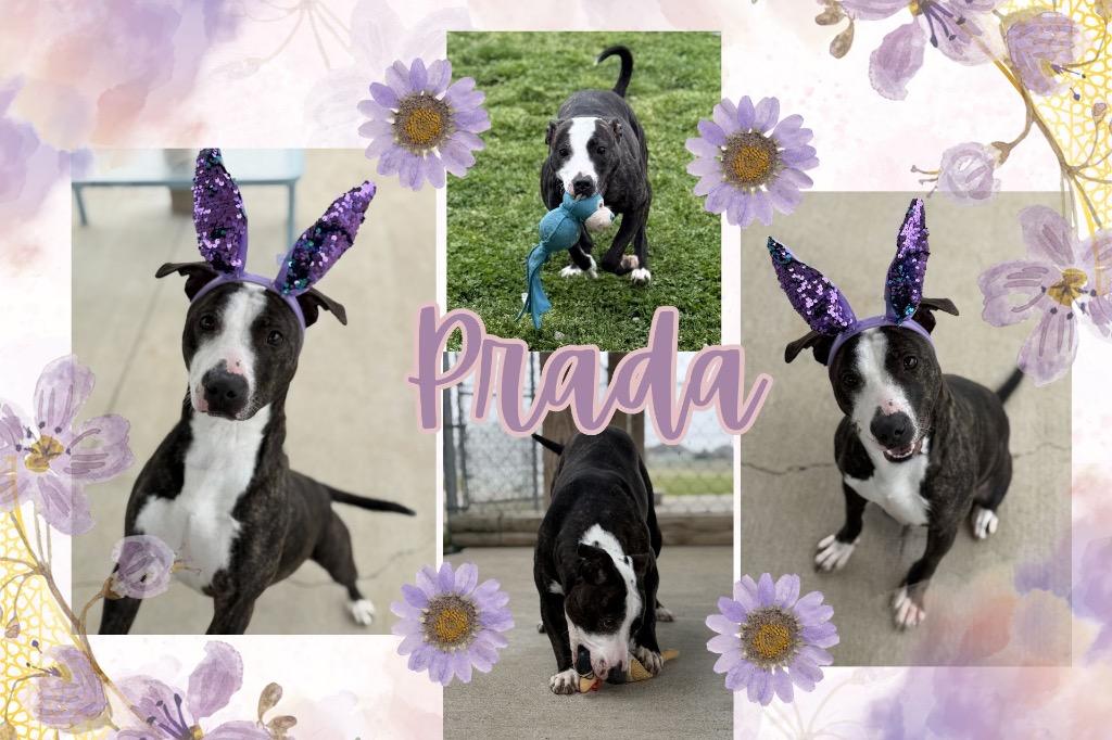 Enlarge Olive/Prada, a Adoptable mixed breed in Hopkinsville, KY image 6/6