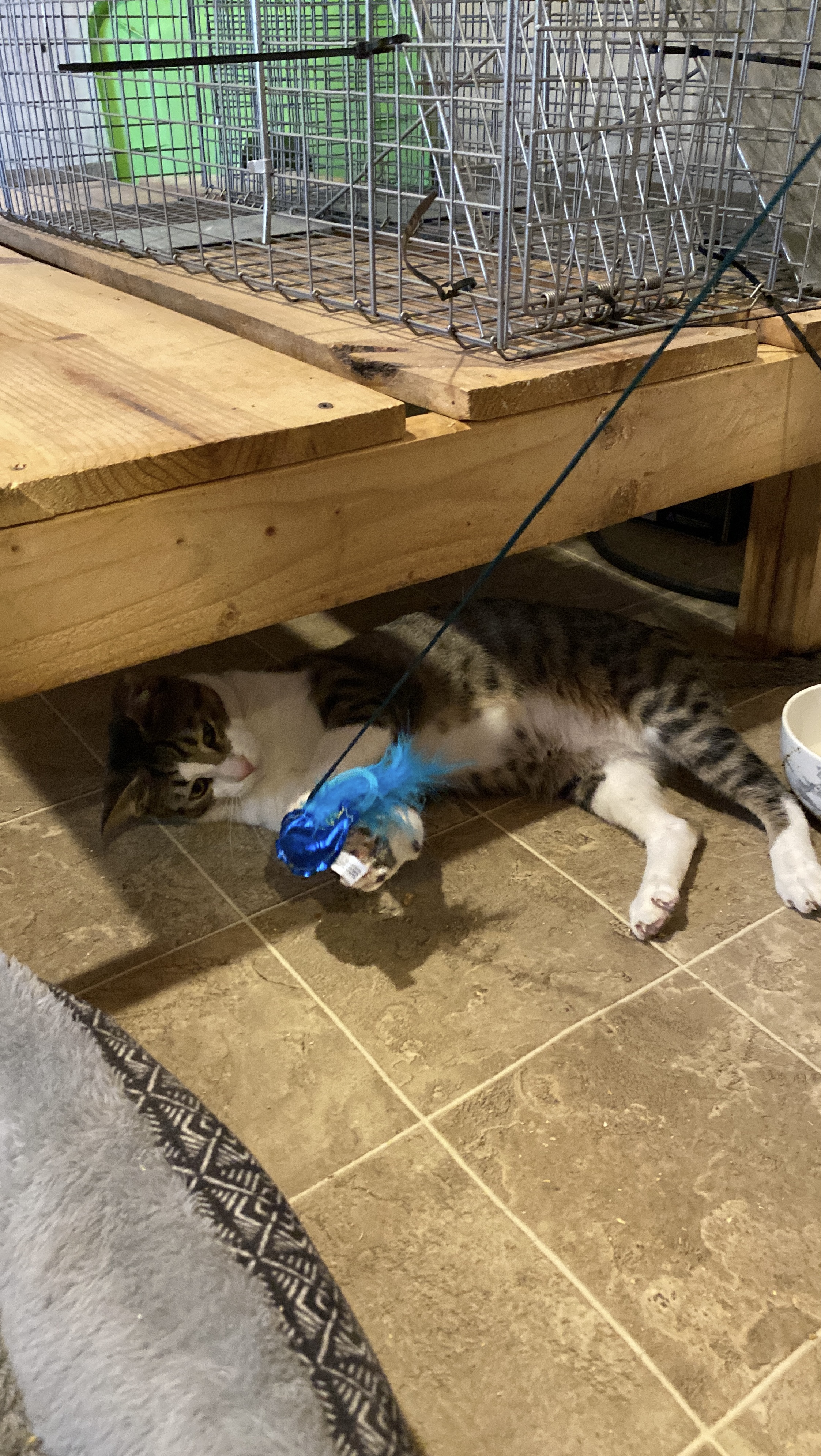 Friendly boy, a Adoptable Domestic Short Hair in Johnston, RI image 3/5