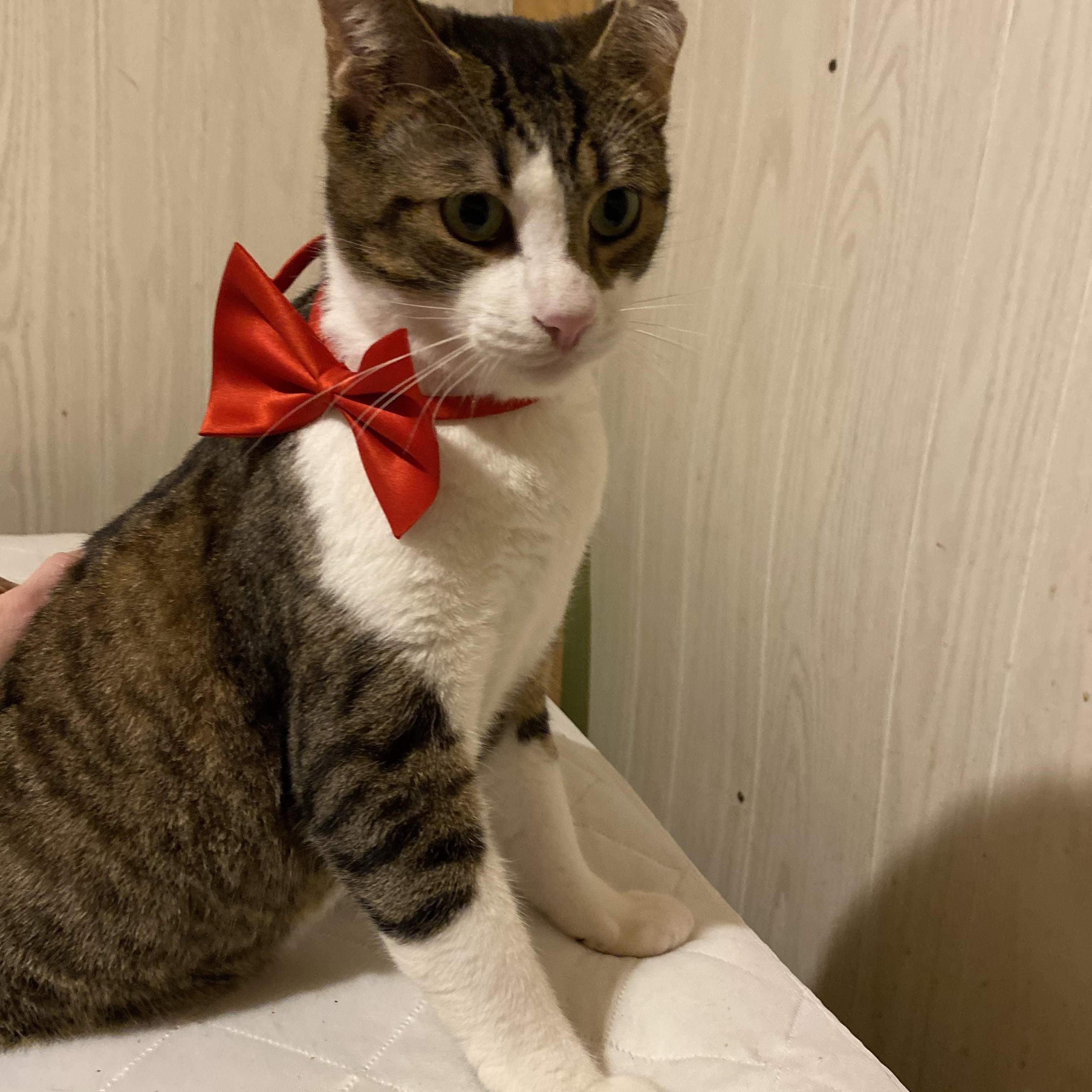 Friendly boy, a Adoptable Domestic Short Hair in Johnston, RI image 5/5