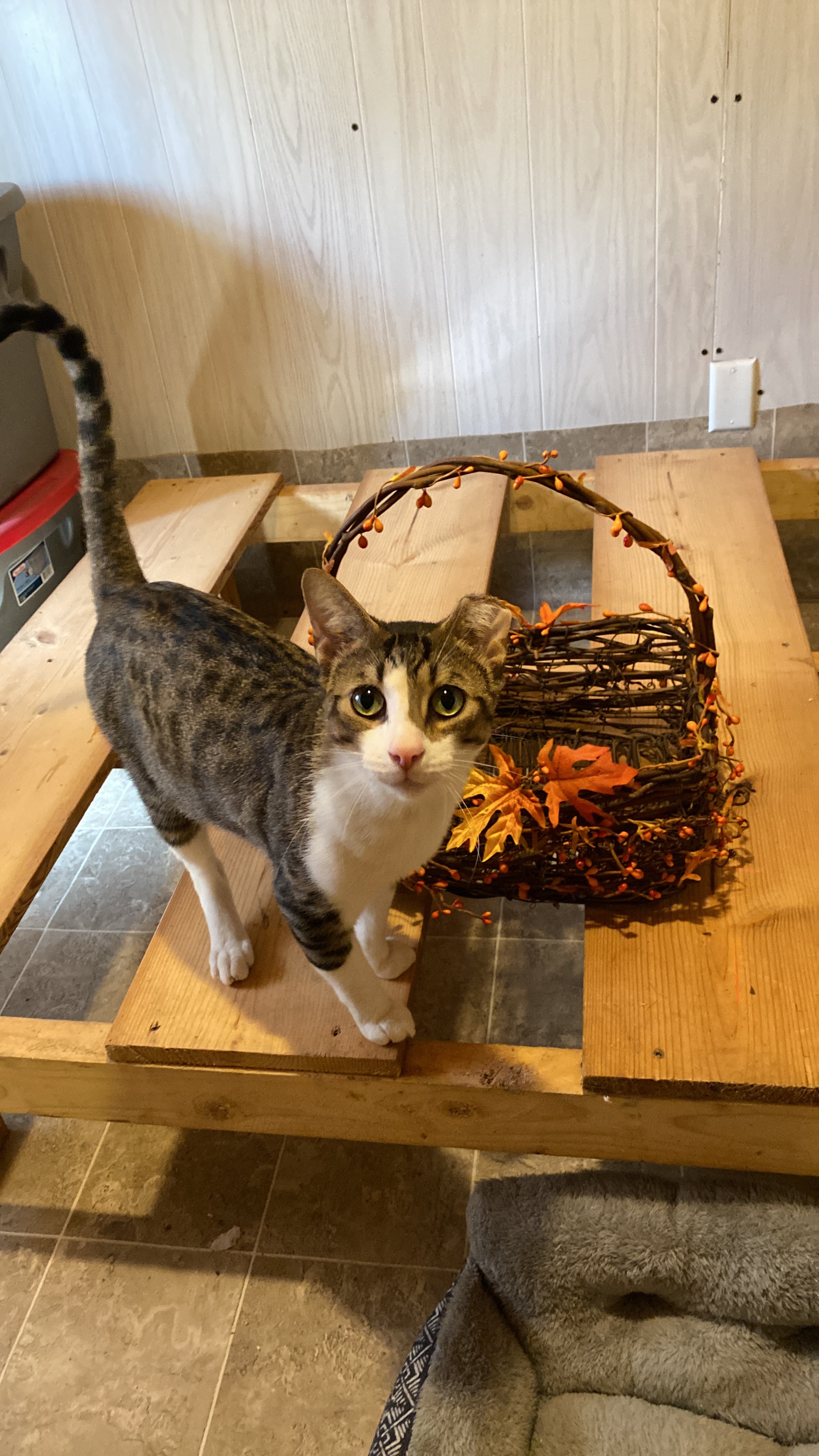 Friendly boy, a Adoptable Domestic Short Hair in Johnston, RI image 2/5