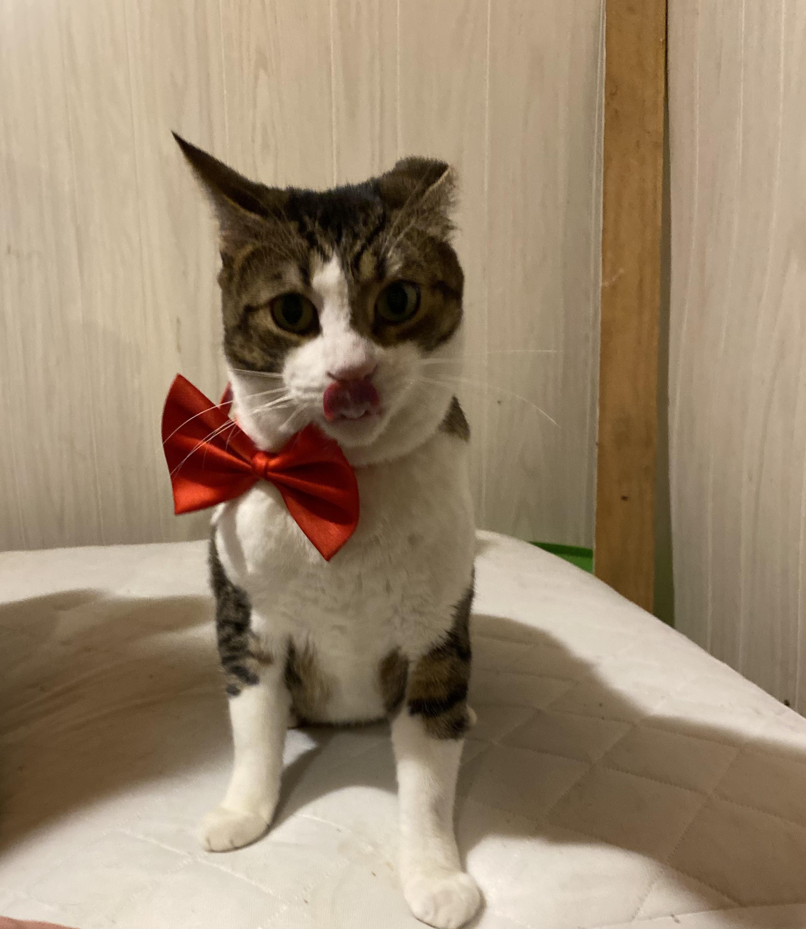 Friendly boy, a Adoptable Domestic Short Hair in Johnston, RI image 1/5