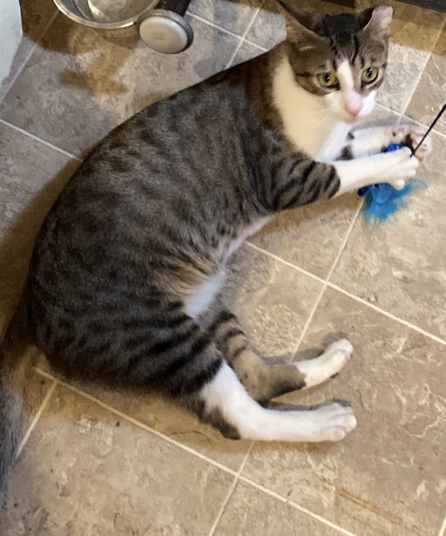 Friendly boy, a Adoptable Domestic Short Hair in Johnston, RI image 4/5