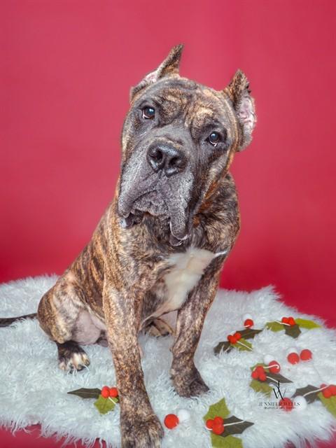 Enlarge JETHROW, a Adoptable Presa Canario in Upper Marlboro, MD image 1/1