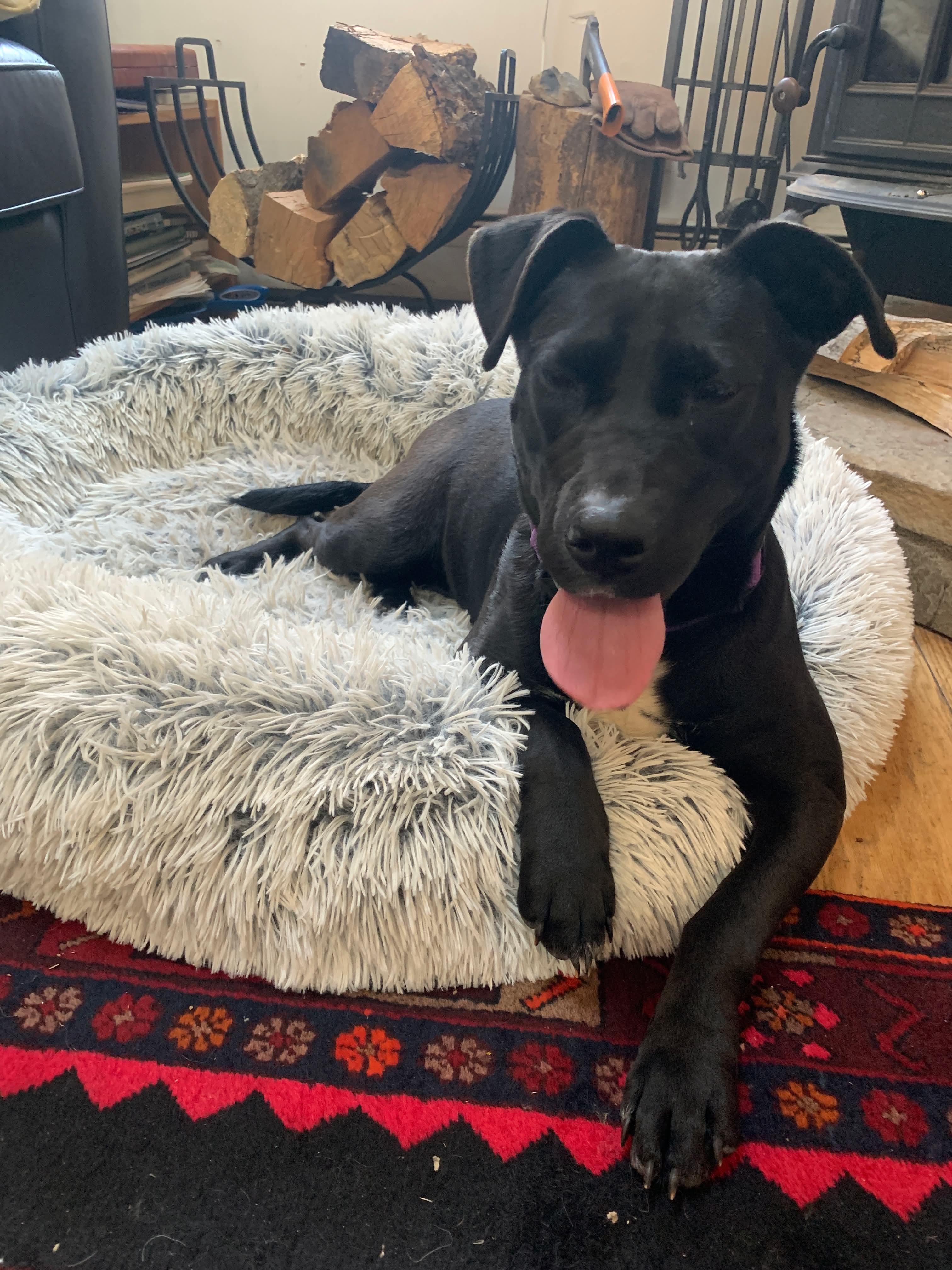 Acorn, a ADOPTABLE mixed breed in Highland, NY image 4/4