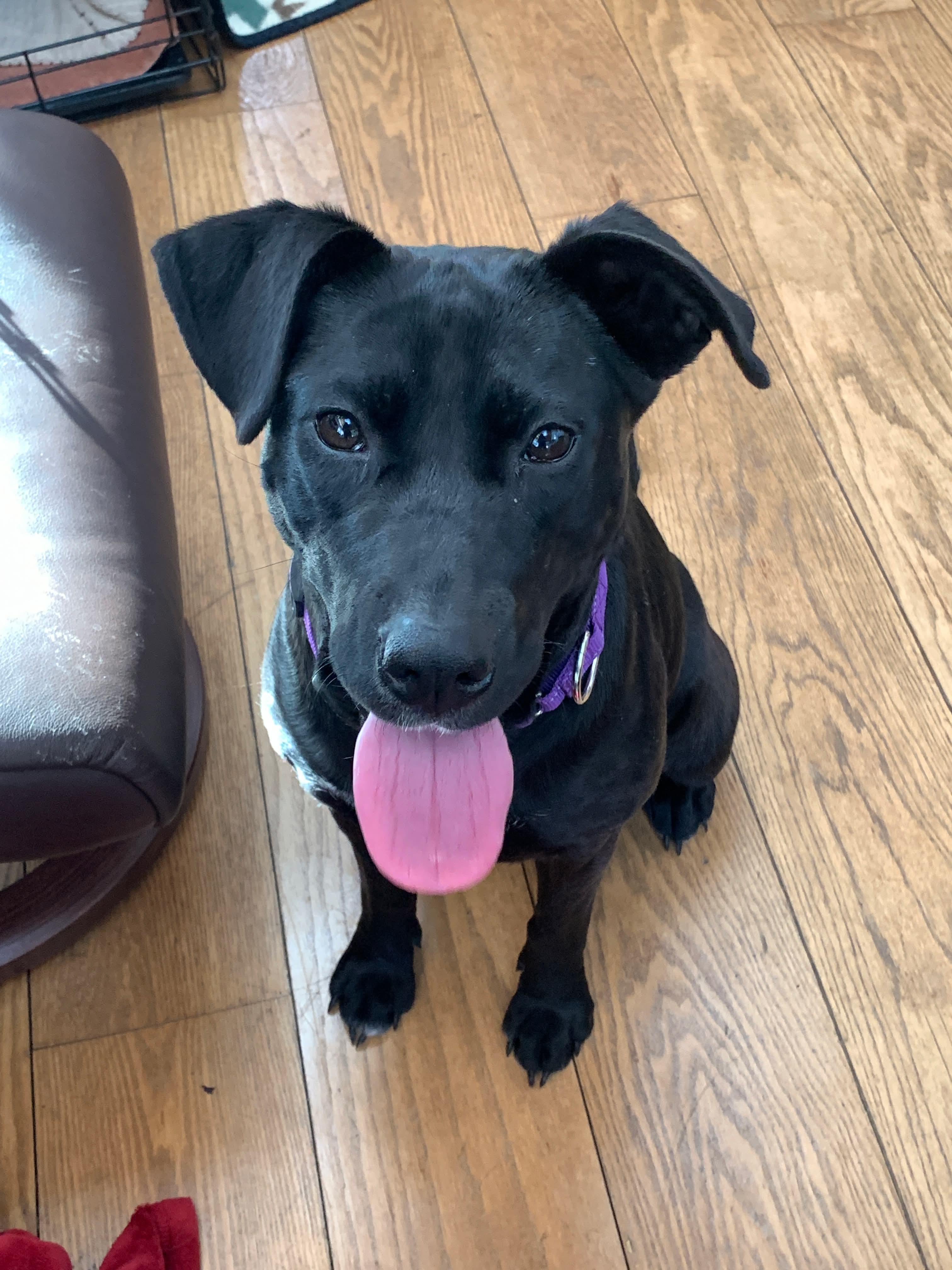 Acorn, a ADOPTABLE mixed breed in Highland, NY image 1/4