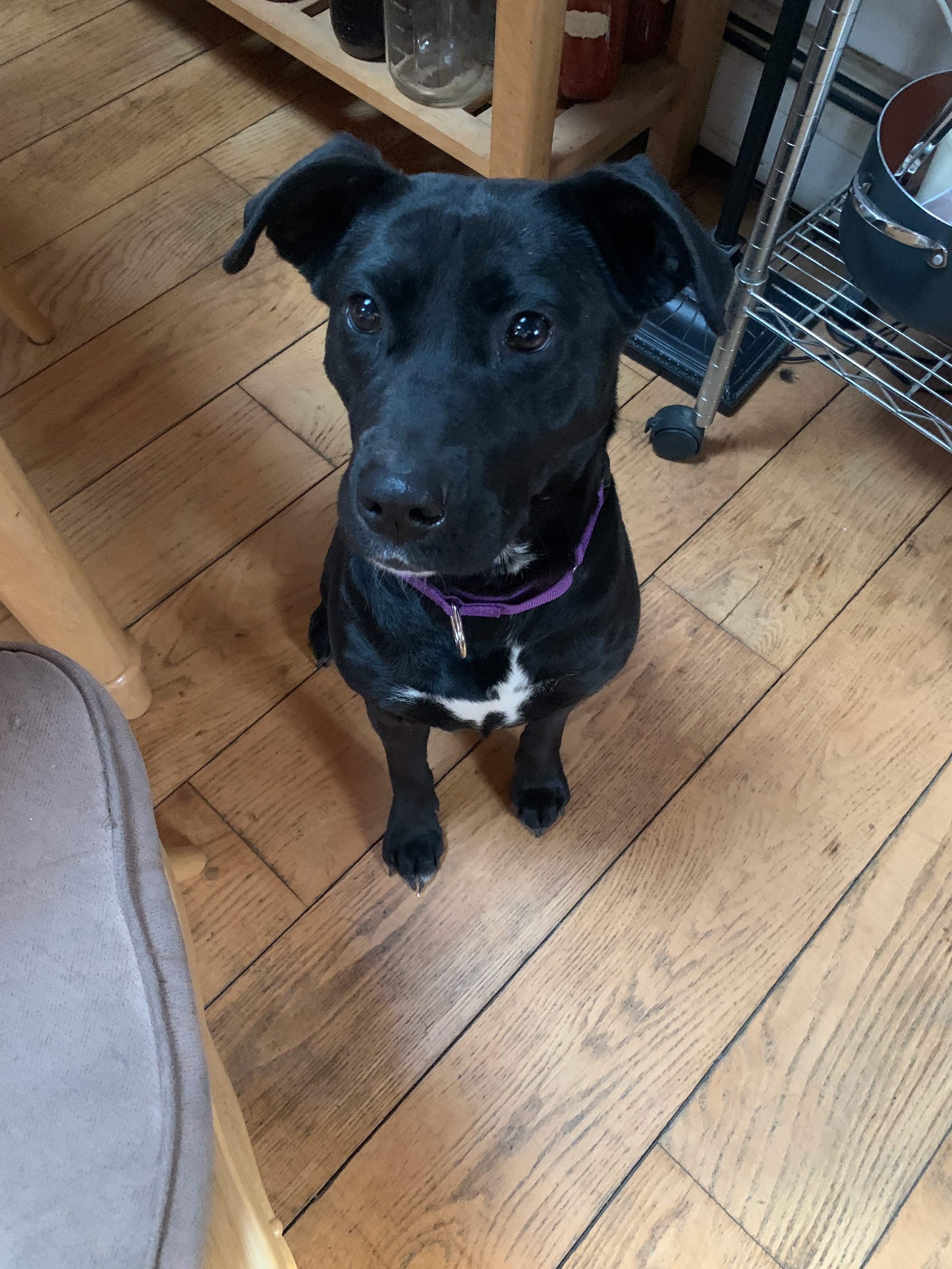 Acorn, a ADOPTABLE mixed breed in Highland, NY image 2/4