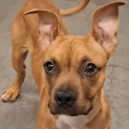 Enlarge Darla, a Adoptable mixed breed in Voorhees, NJ image 1/1