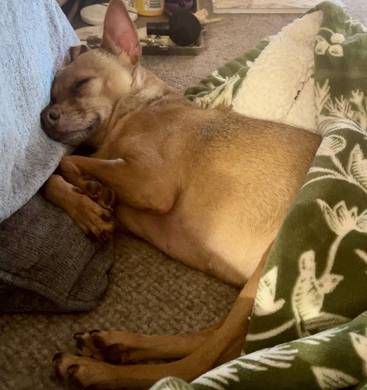 Jacinta, Adoptable, Adult Female Chihuahua.