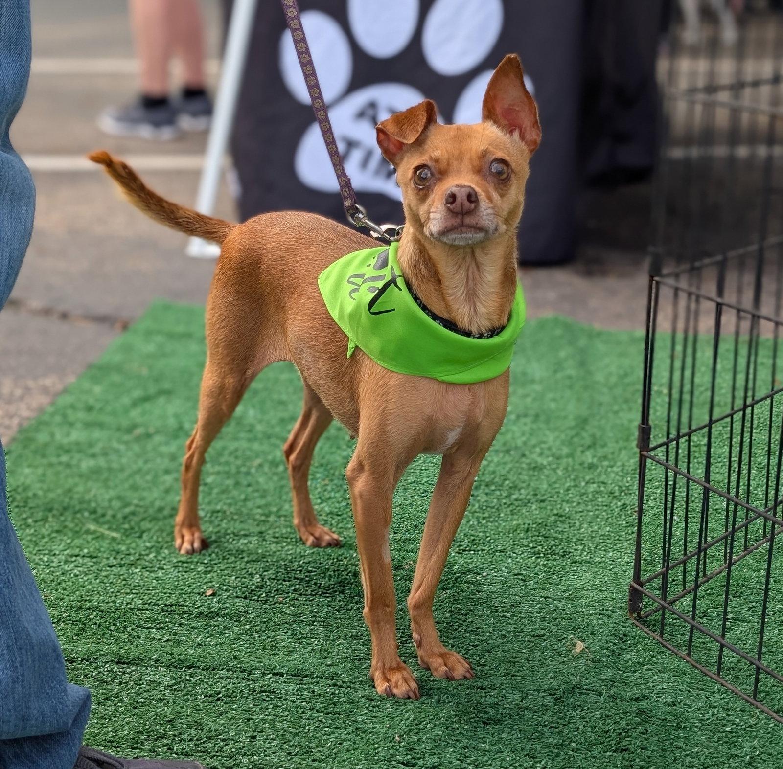 Jacinta, Adoptable, Adult Female Chihuahua.
