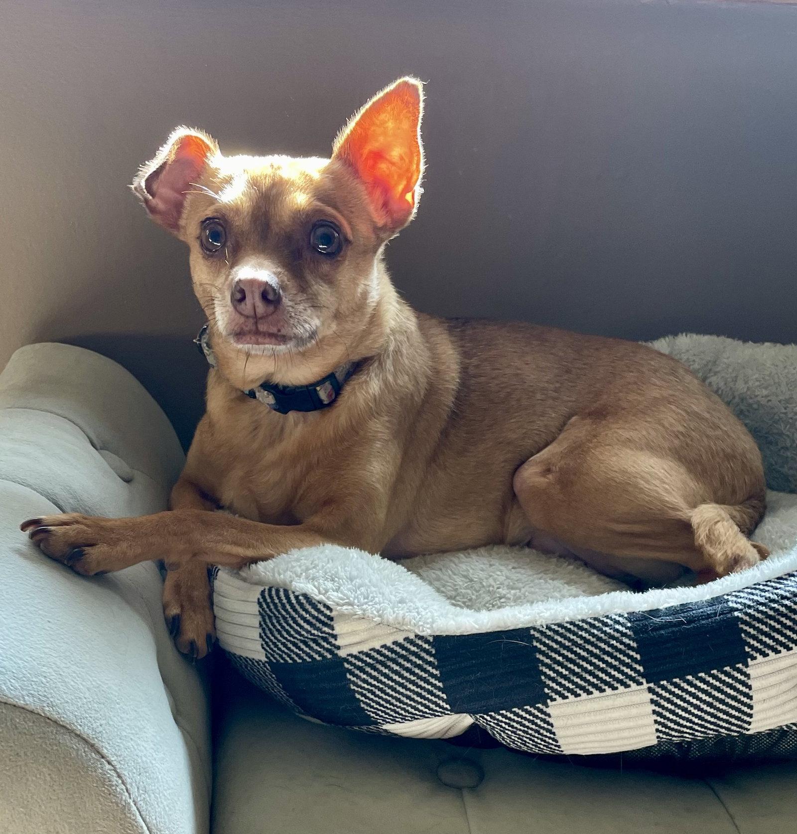 Enlarge Jacinta, a Adoptable Chihuahua in Brooklyn Center, MN image 2/3