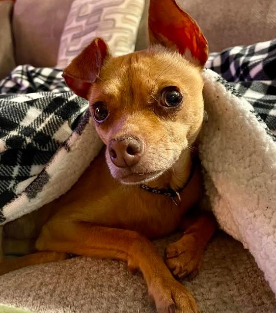 Jacinta, a Adoptable Chihuahua in Brooklyn Center, MN image 3/3