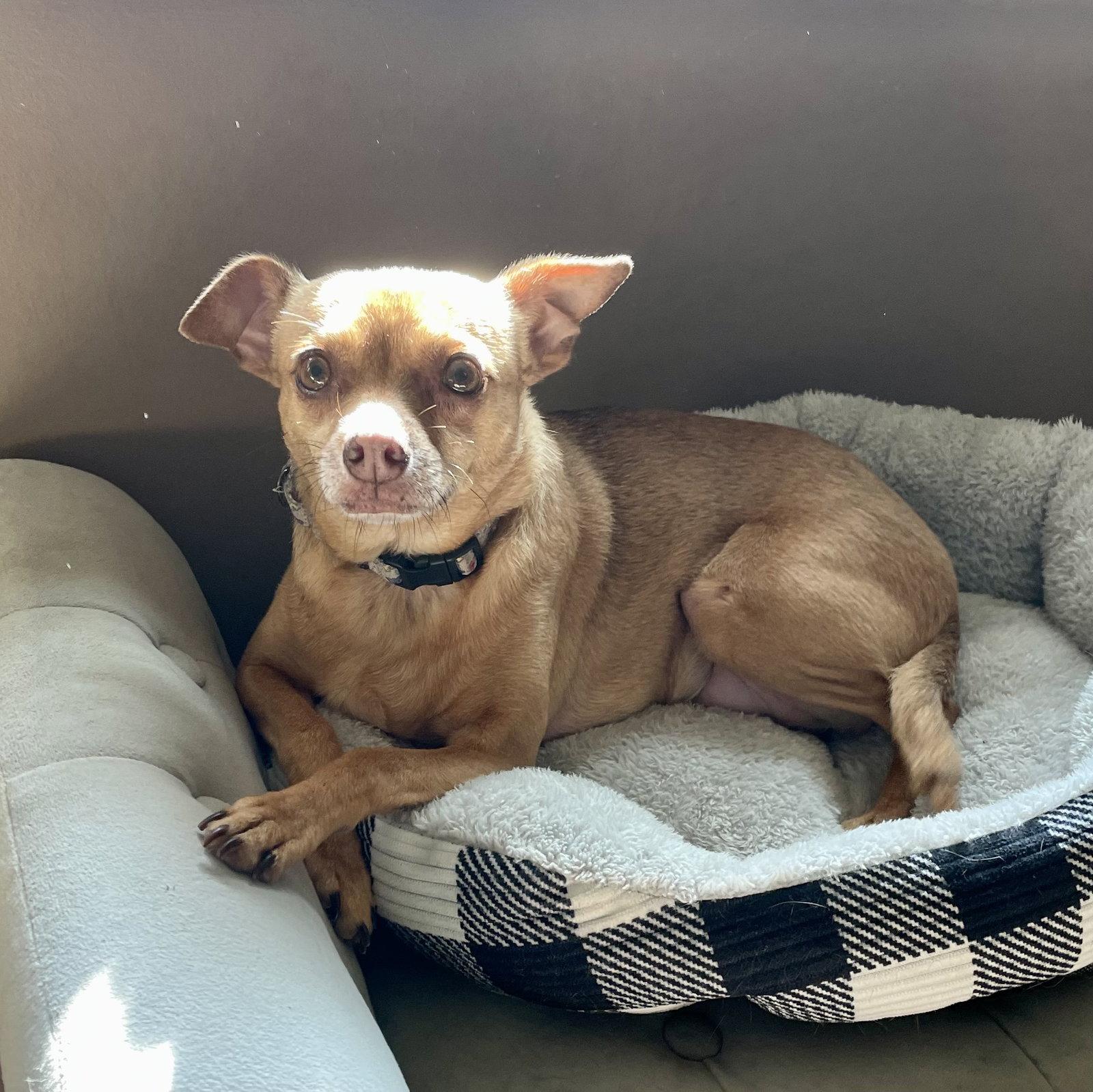 Enlarge Jacinta, a Adoptable Chihuahua in Brooklyn Center, MN image 3/3