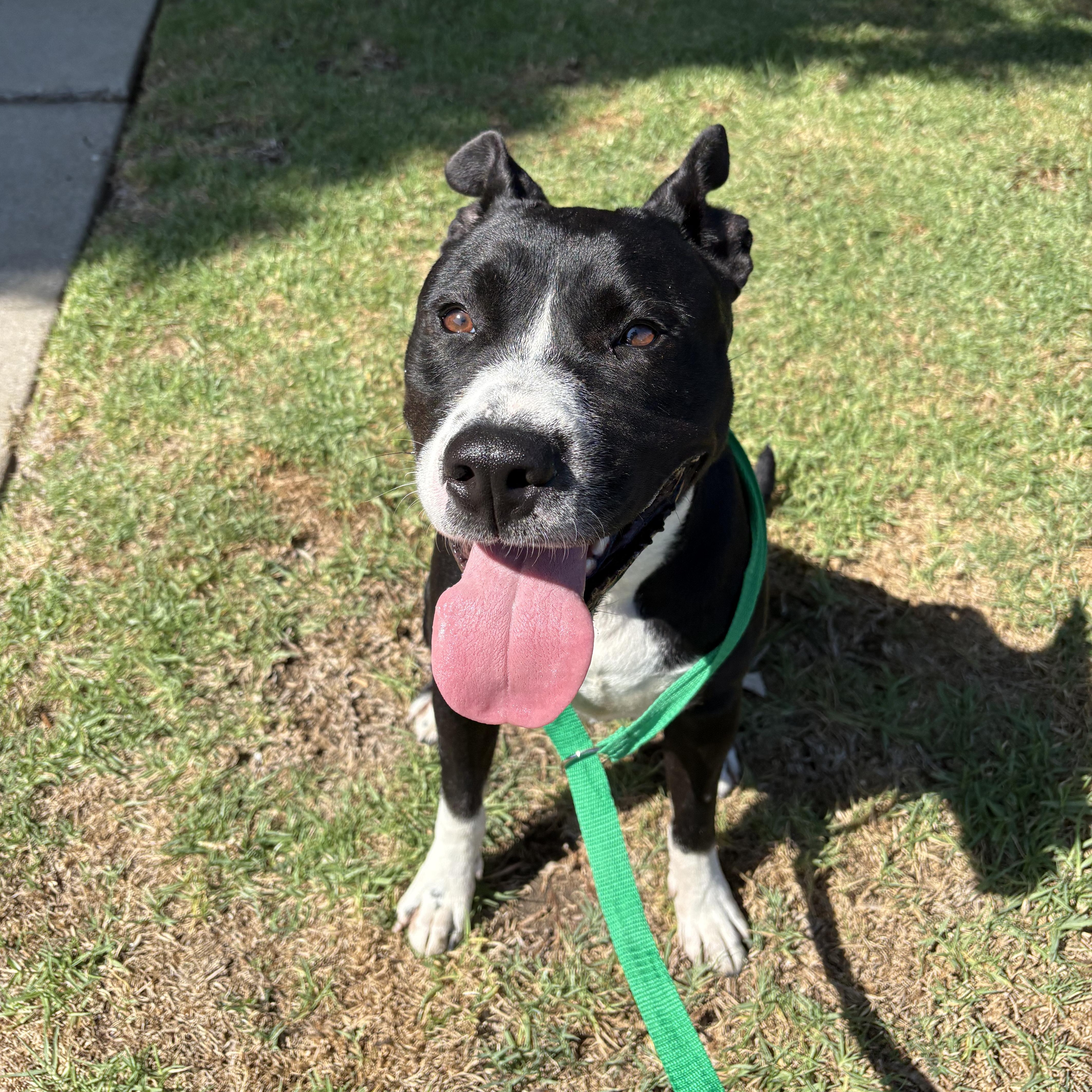 Lucy, Adoptable, Young Female Pit Bull Terrier.