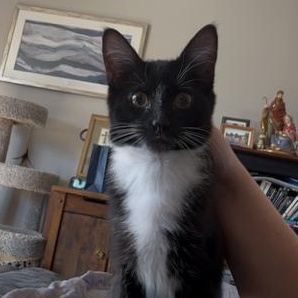 Benny, ADOPTABLE, Kitten Female Domestic Short Hair.