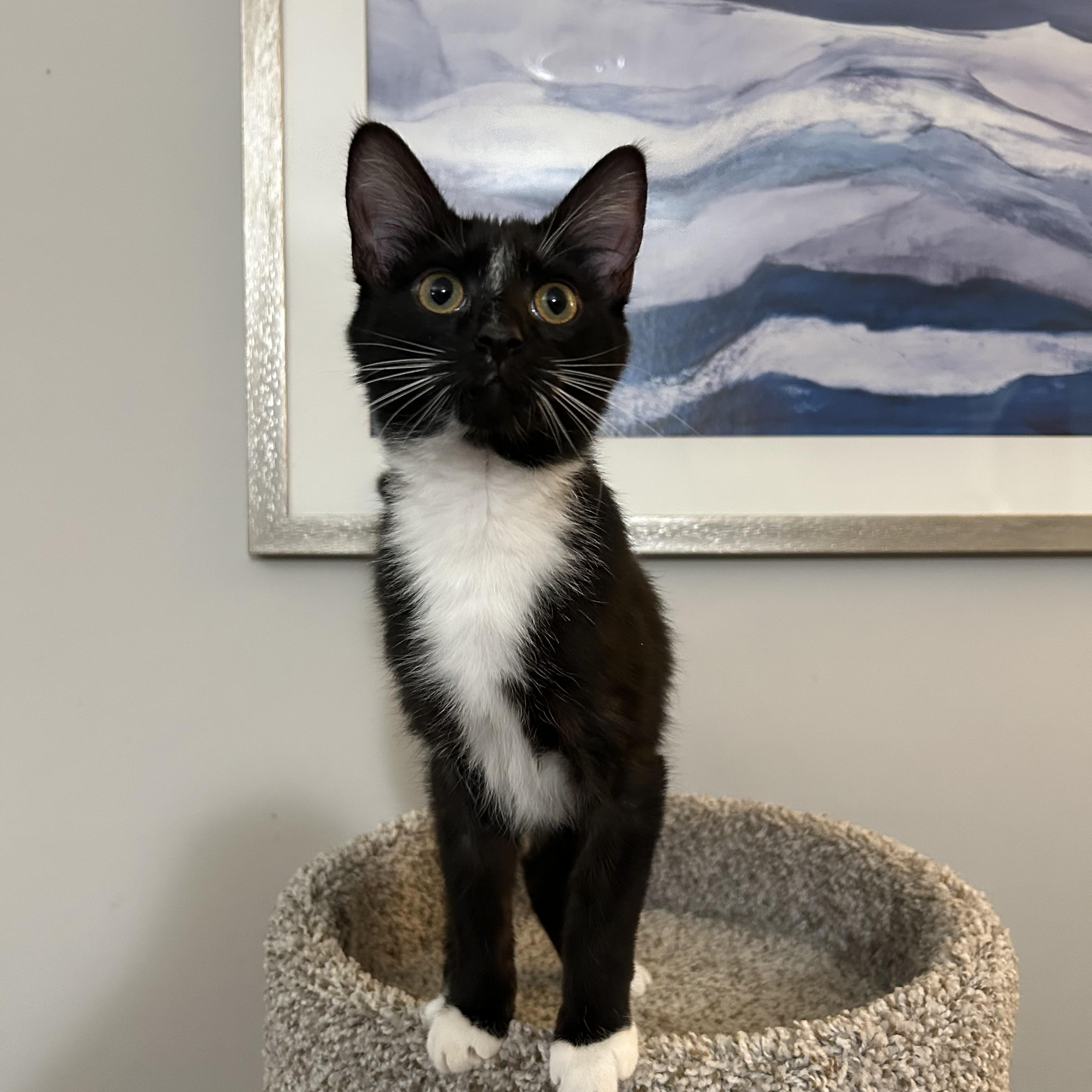 Enlarge Benny, a ADOPTABLE Domestic Short Hair in Stafford, VA image 6/6