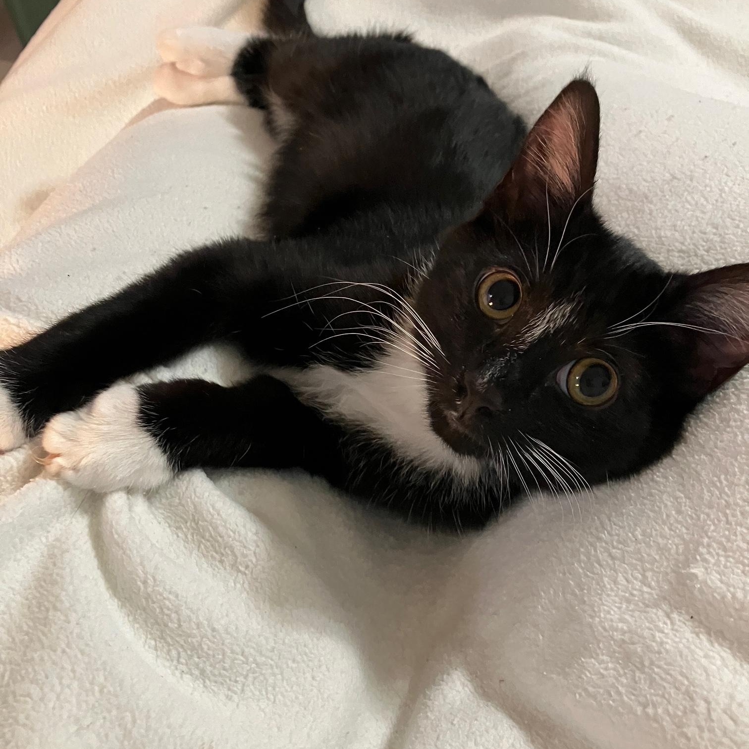 Enlarge Benny, a ADOPTABLE Domestic Short Hair in Stafford, VA image 3/6