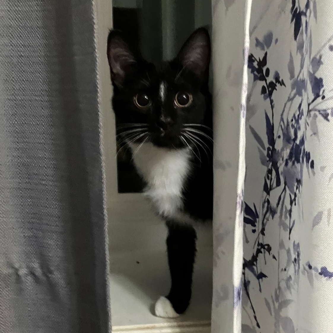 Enlarge Benny, a ADOPTABLE Domestic Short Hair in Stafford, VA image 4/6